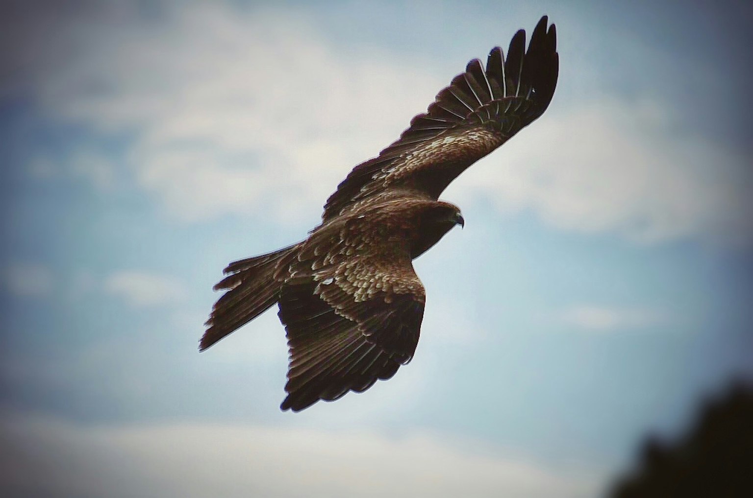 Un maestoso aquila che vola nel cielo