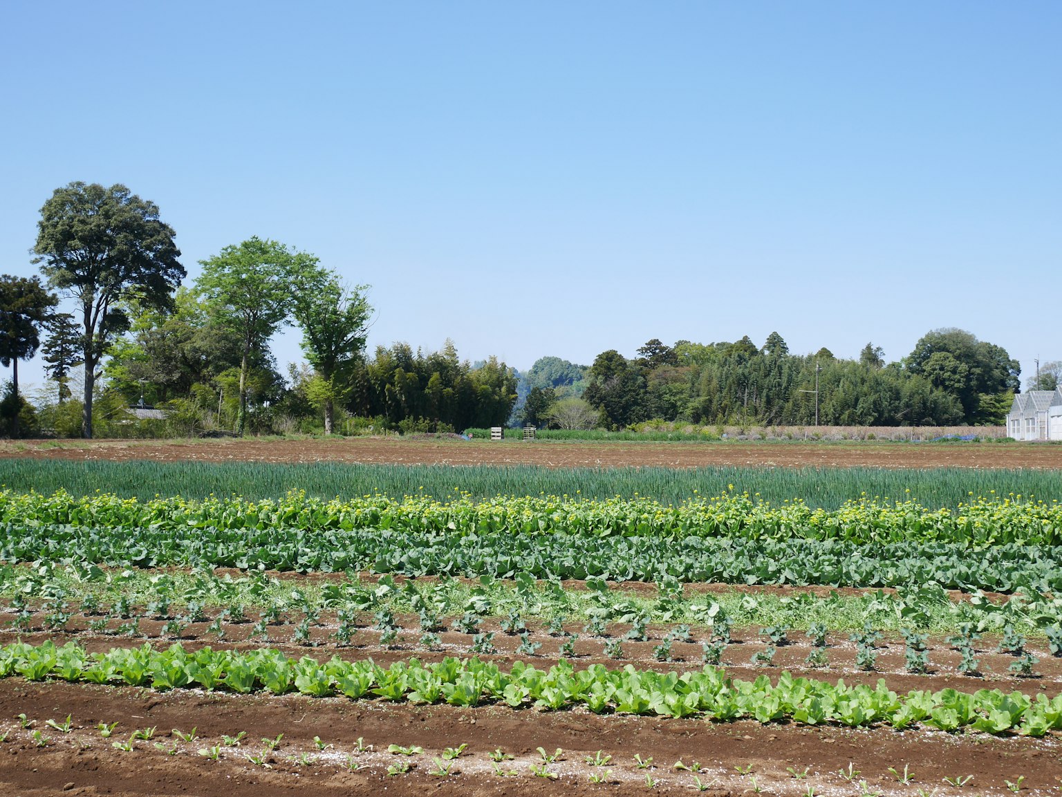 Campi di verdure rigogliose sotto un cielo blu chiaro