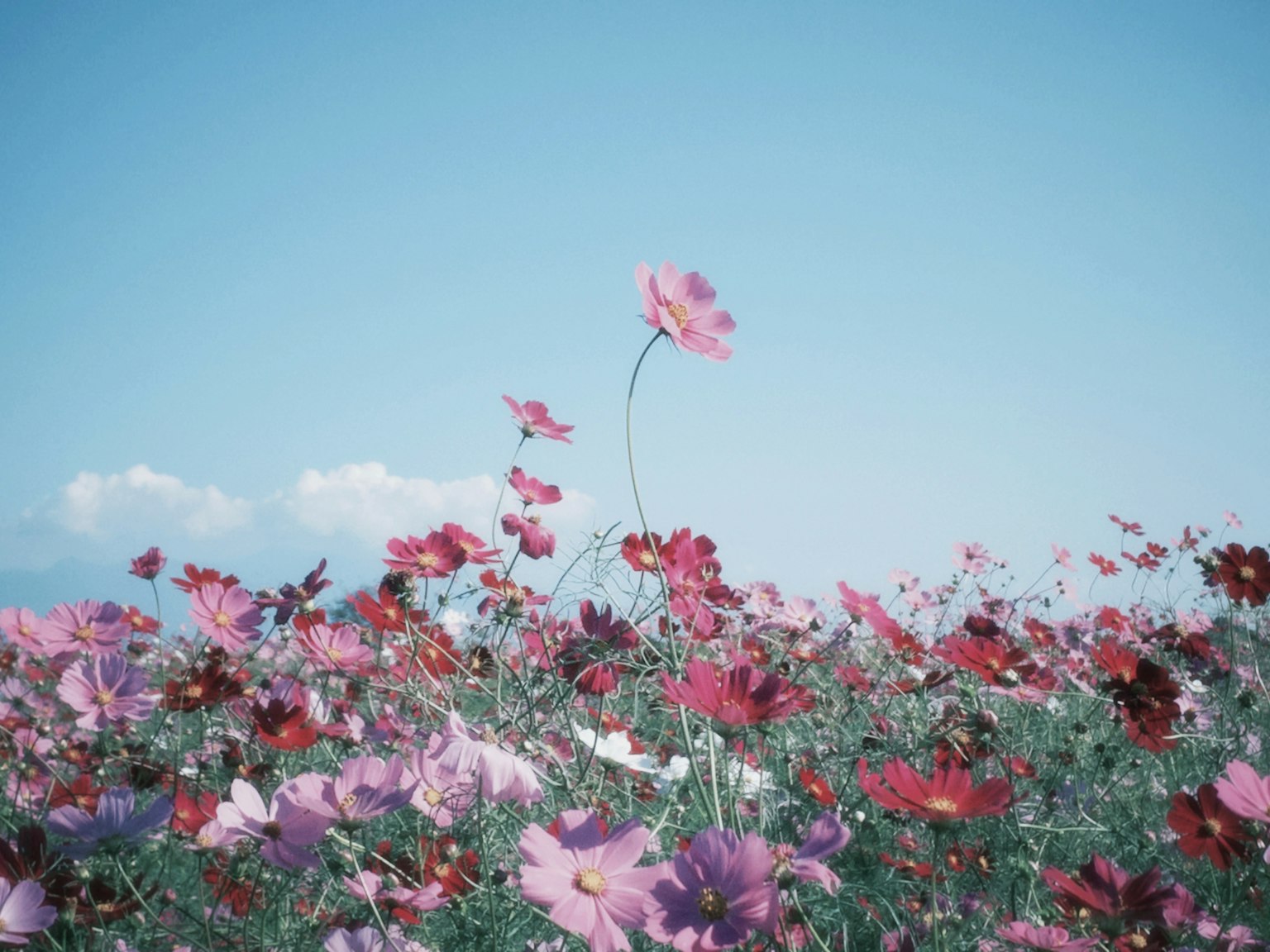 Campo di fiori colorati sotto un cielo blu con fiori di cosmos rosa e rossi