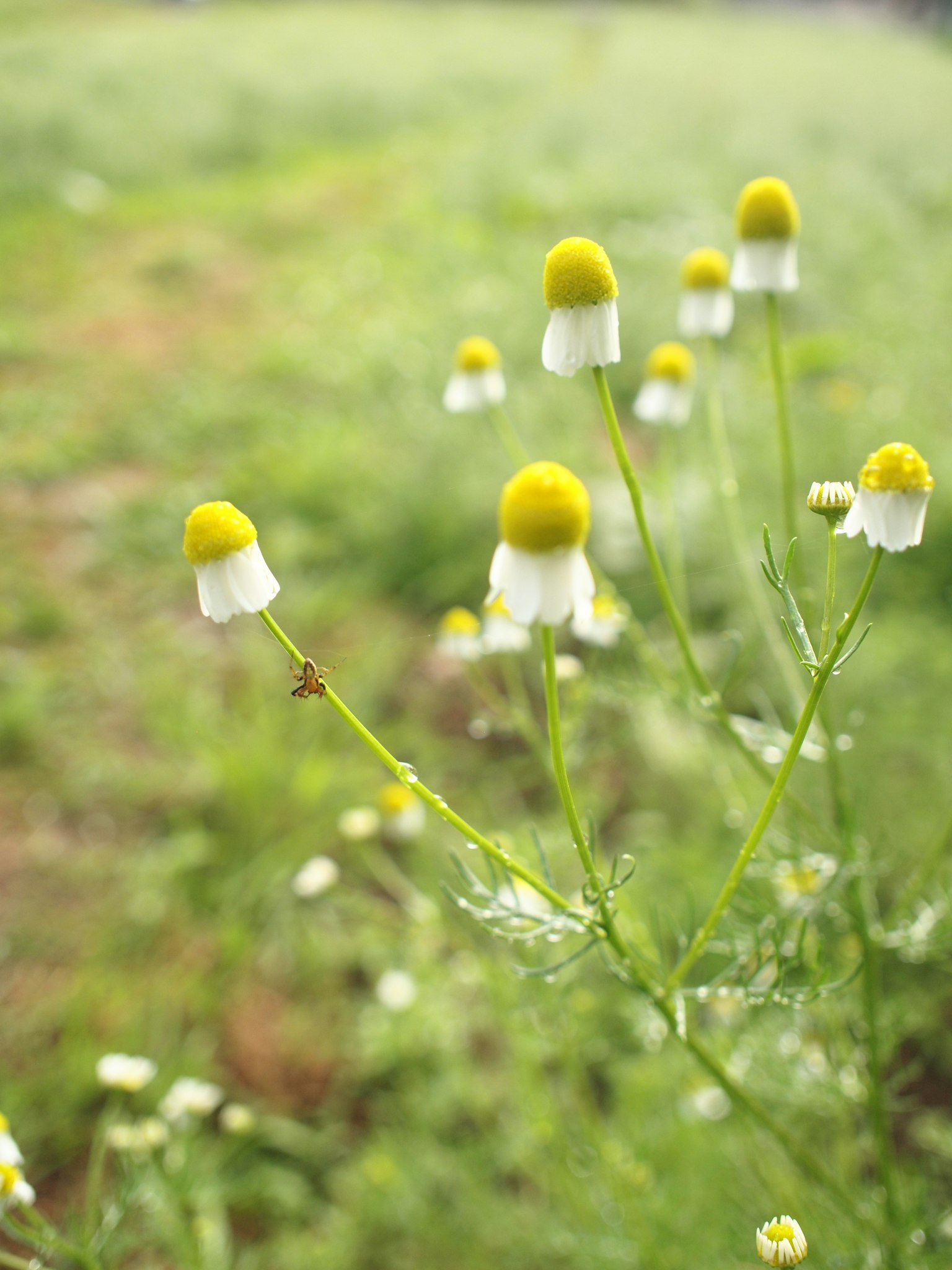 Chamomile flowers with white petals and yellow centers blooming in green grass