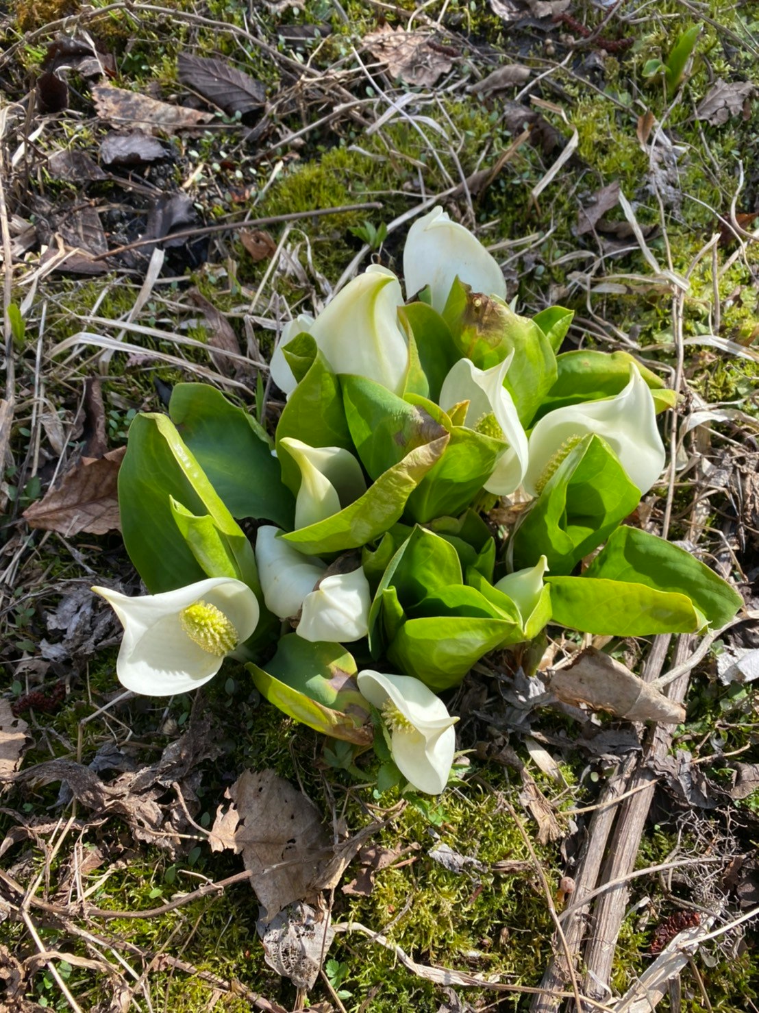 枯れ草の地面に咲くスノードロップの花束