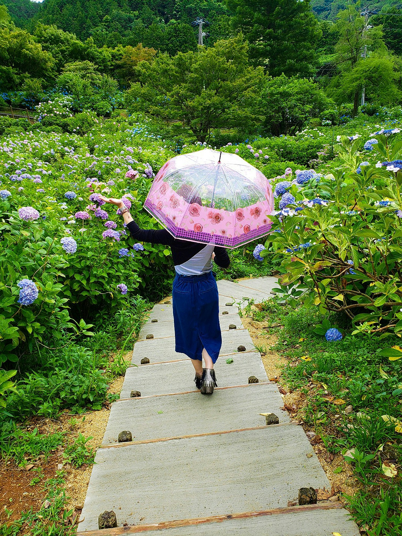 ผู้หญิงเดินบนเส้นทางที่ล้อมรอบด้วยดอกไฮเดรนเยียถือร่มสีชมพู