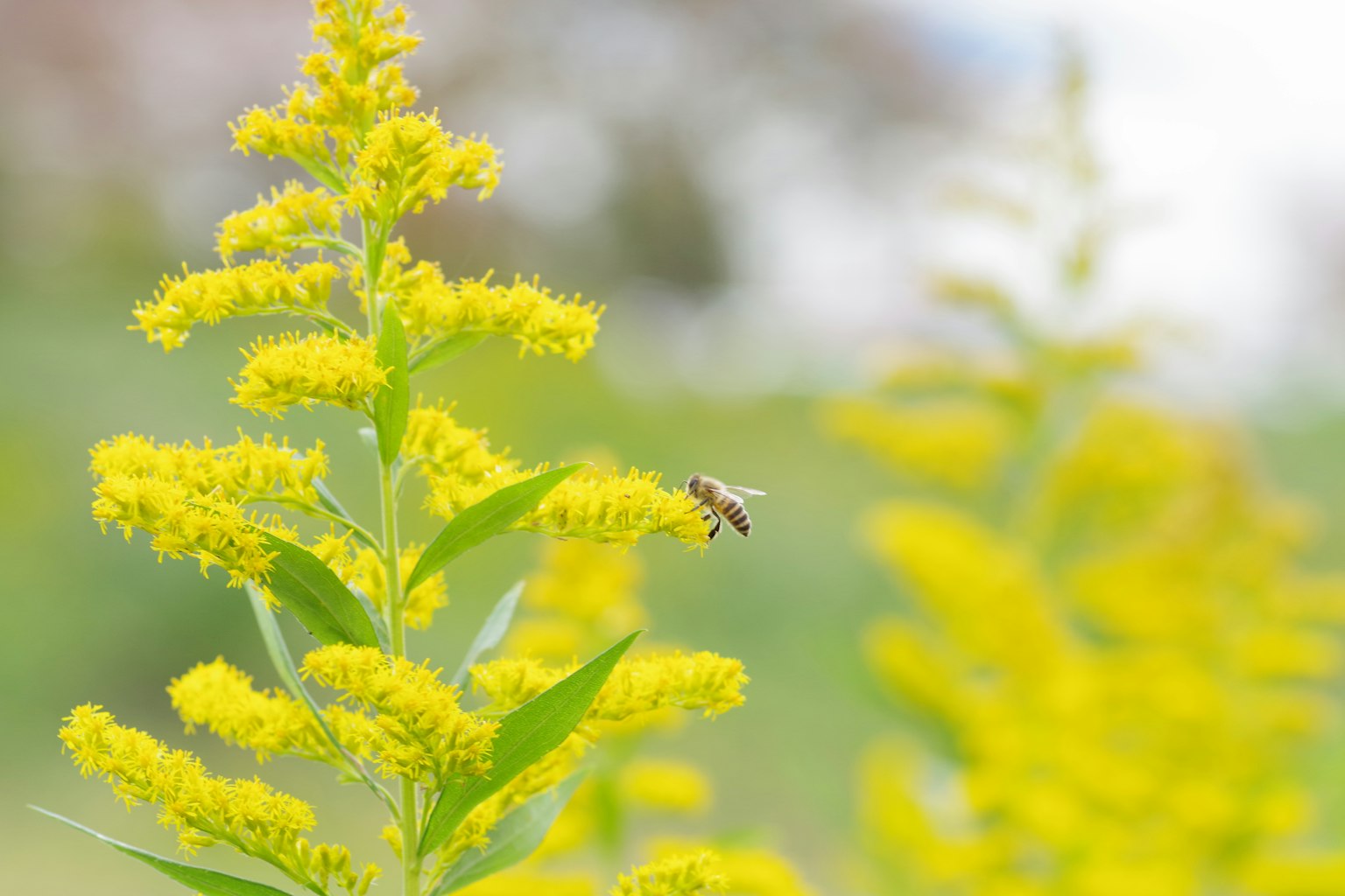 Cận cảnh một con ong đang thu thập mật từ hoa vàng
