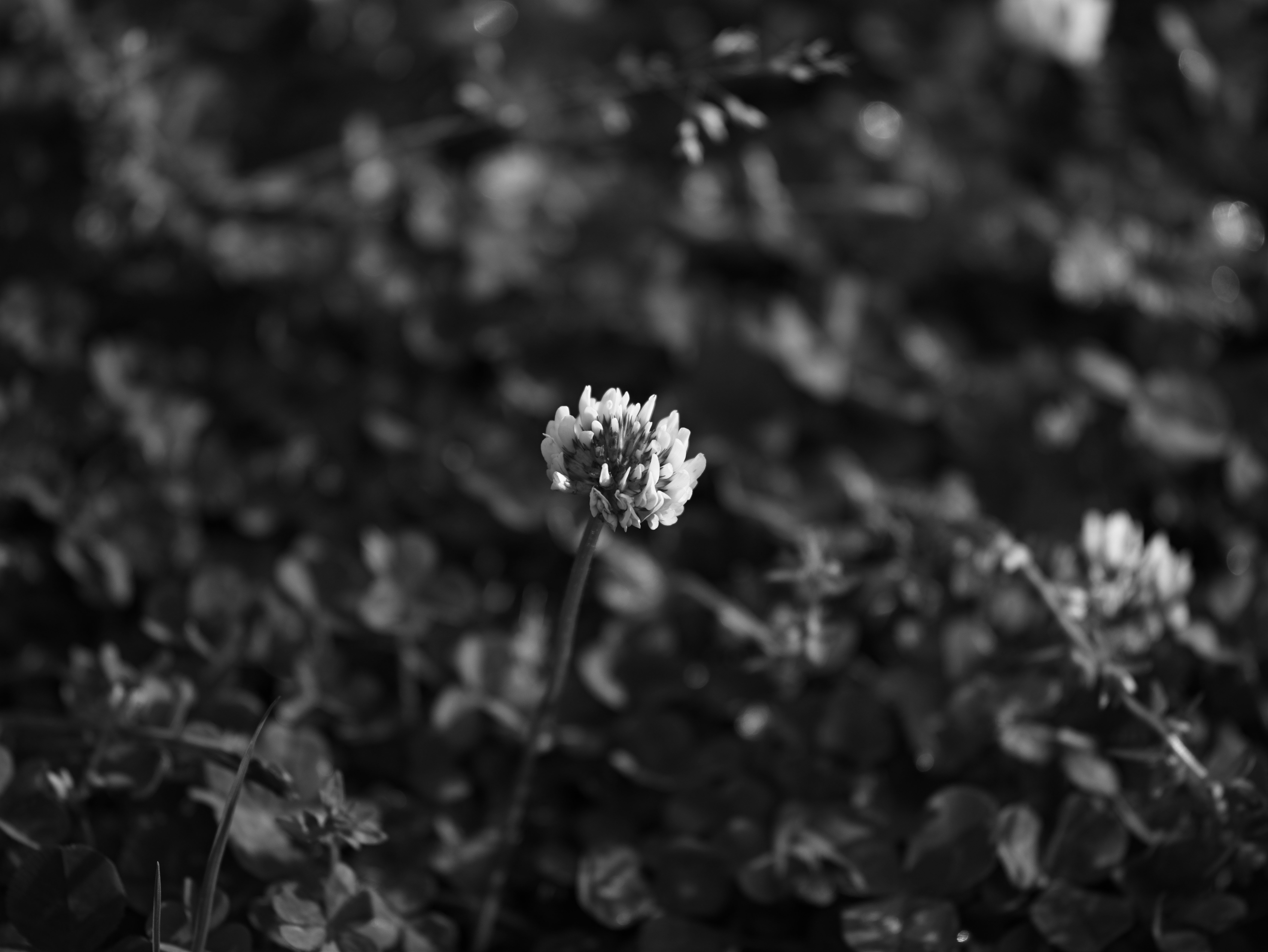 Image en noir et blanc d'une fleur blanche entourée de feuilles vertes