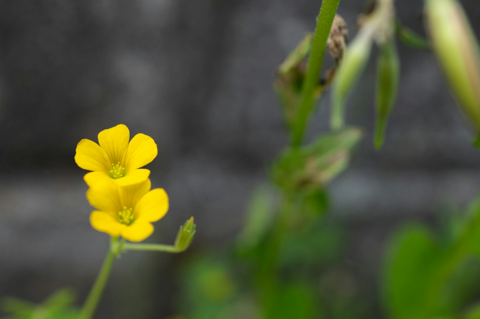 Gros plan sur une plante avec des fleurs jaunes éclatantes et des feuilles vertes