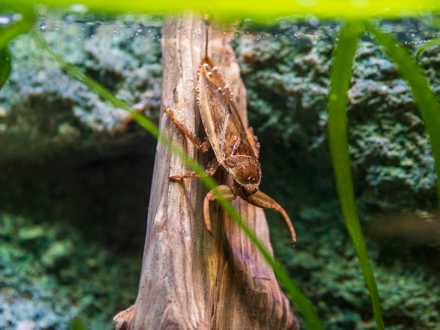 一种像青蛙的生物栖息在沉木上，周围是水生植物