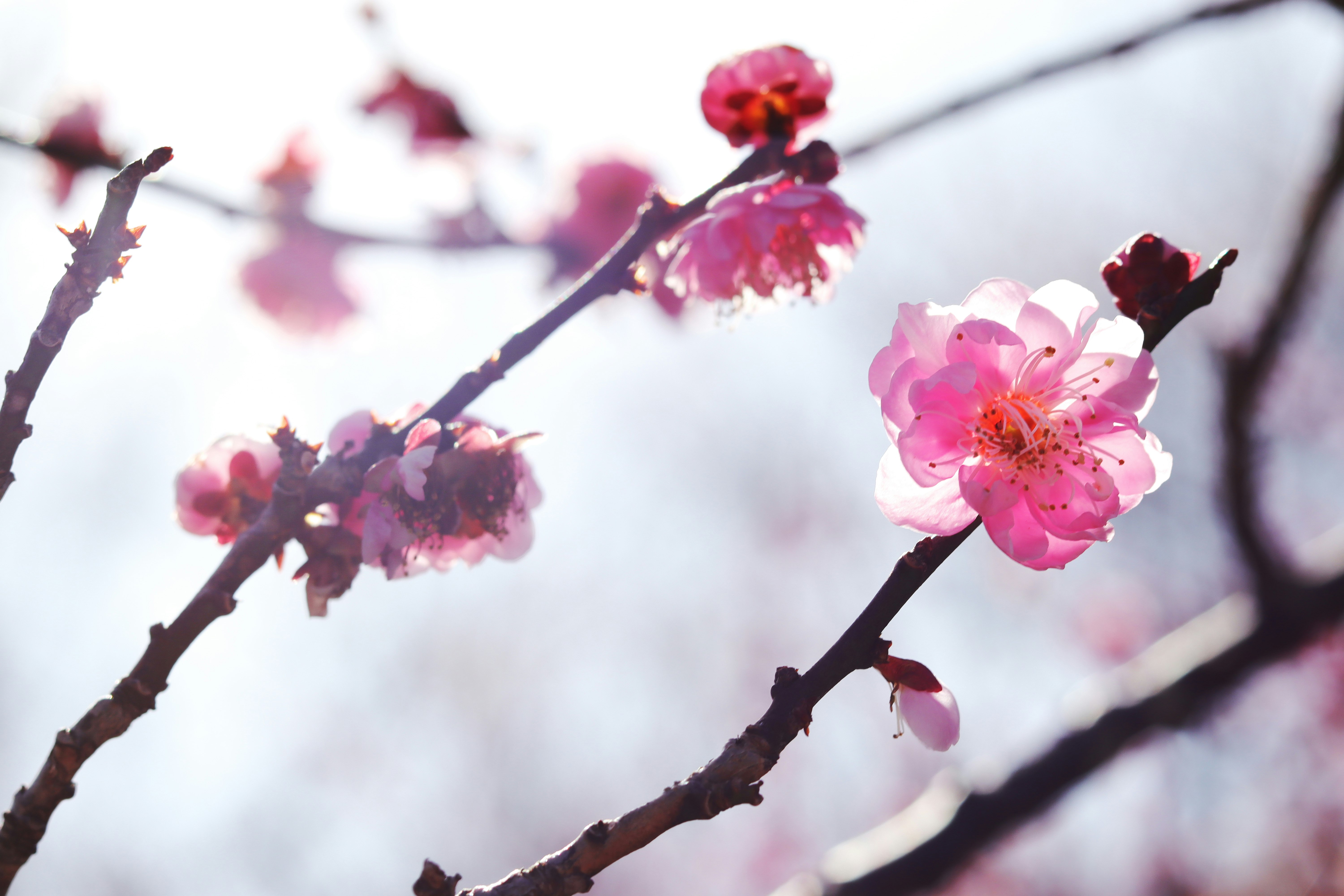 逆光下的梅花與枝條