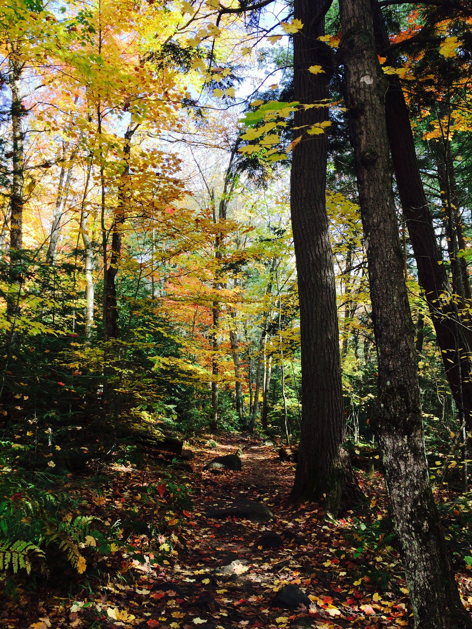 Forest path lined with autumn-colored trees
