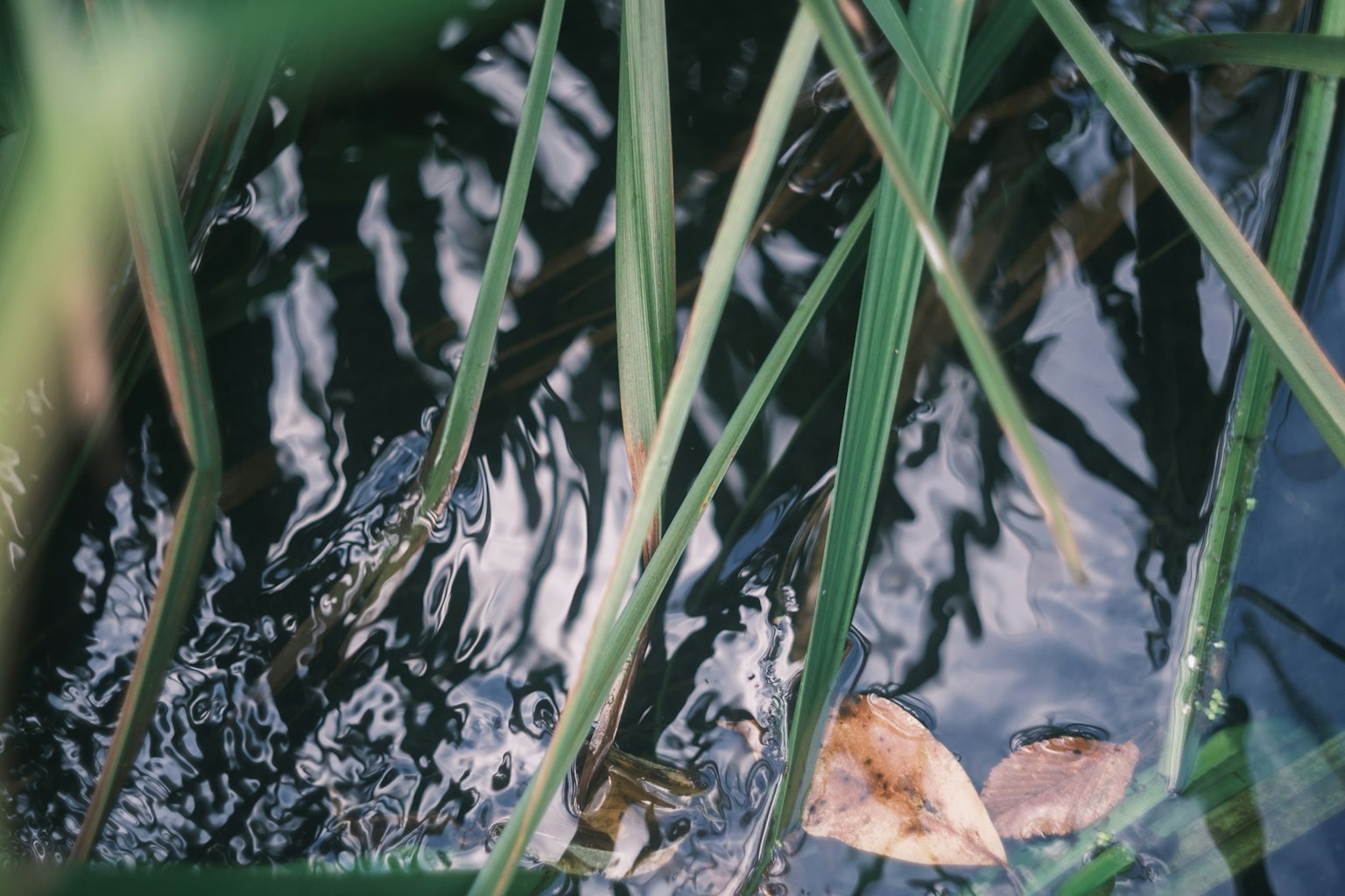 Primo piano di erba e foglie cadute sulla superficie dell'acqua