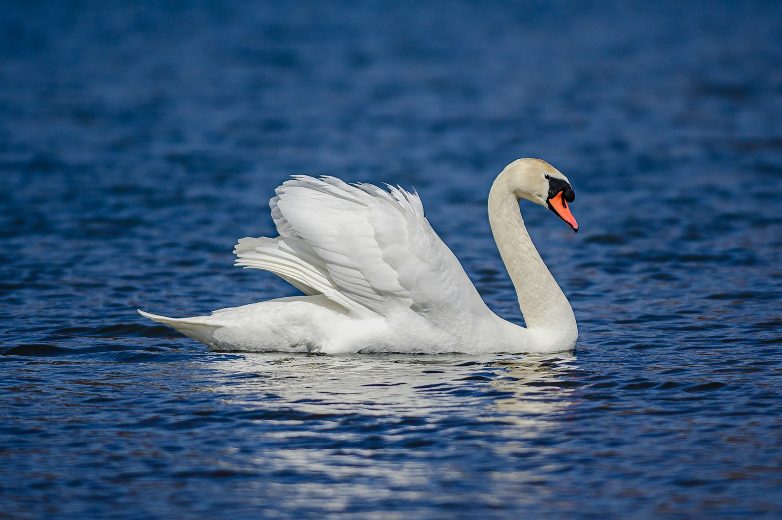 Un cygne nageant gracieusement sur un lac bleu