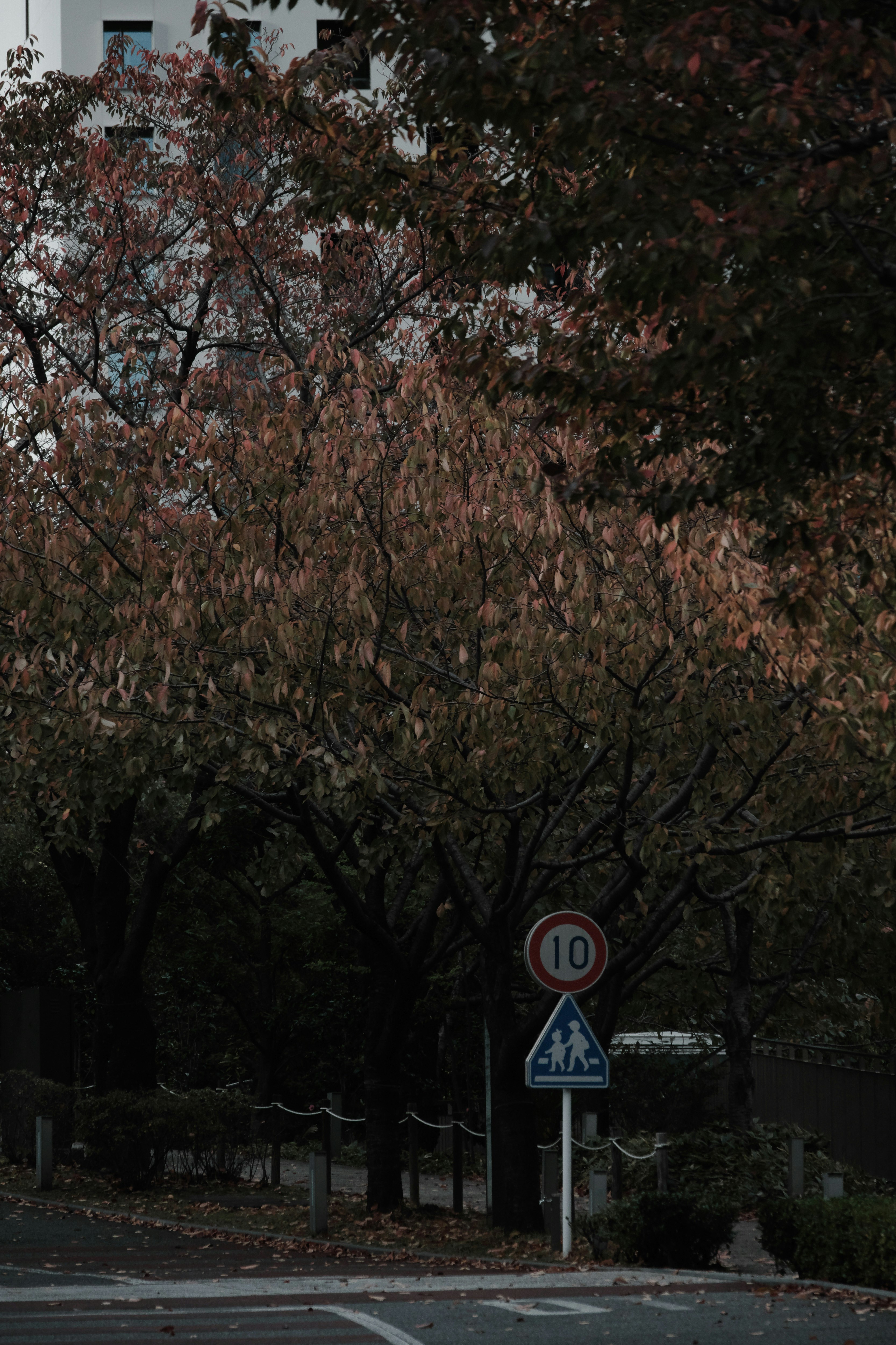 紅葉の坂道を走る道沿いの並木画像