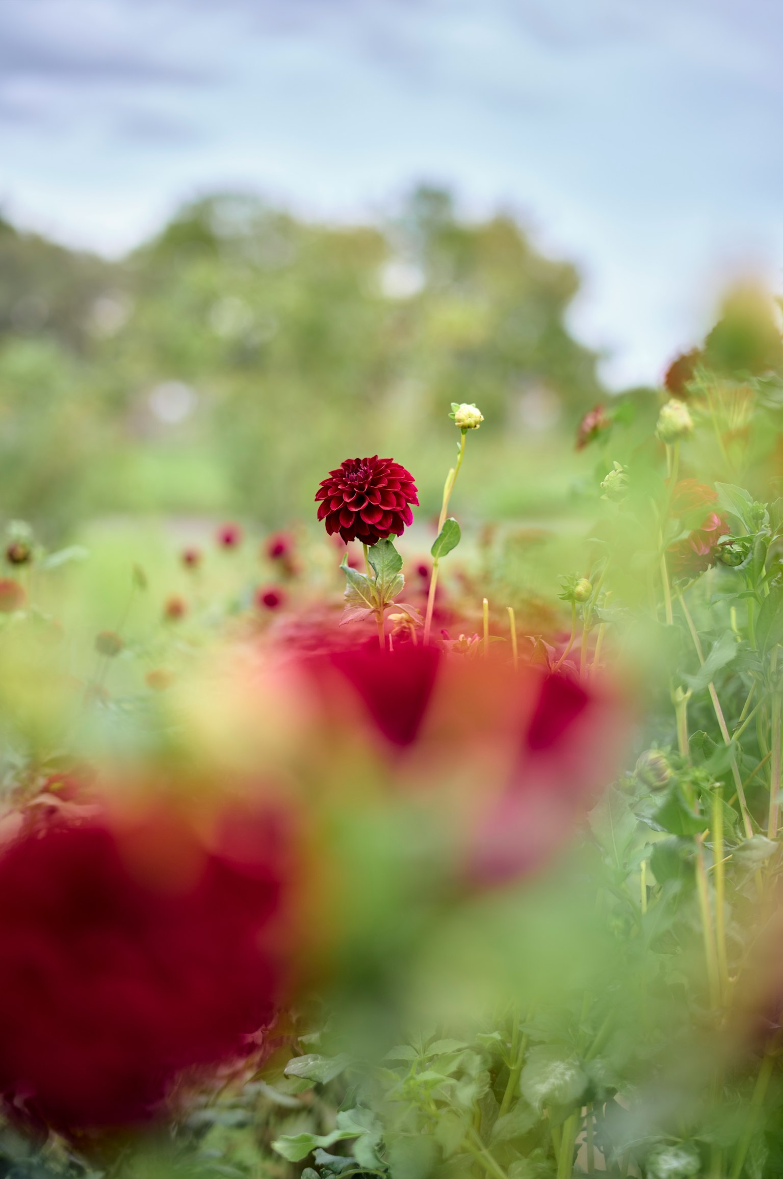 Un campo vibrante con dalias rojas floreciendo rodeadas de vegetación