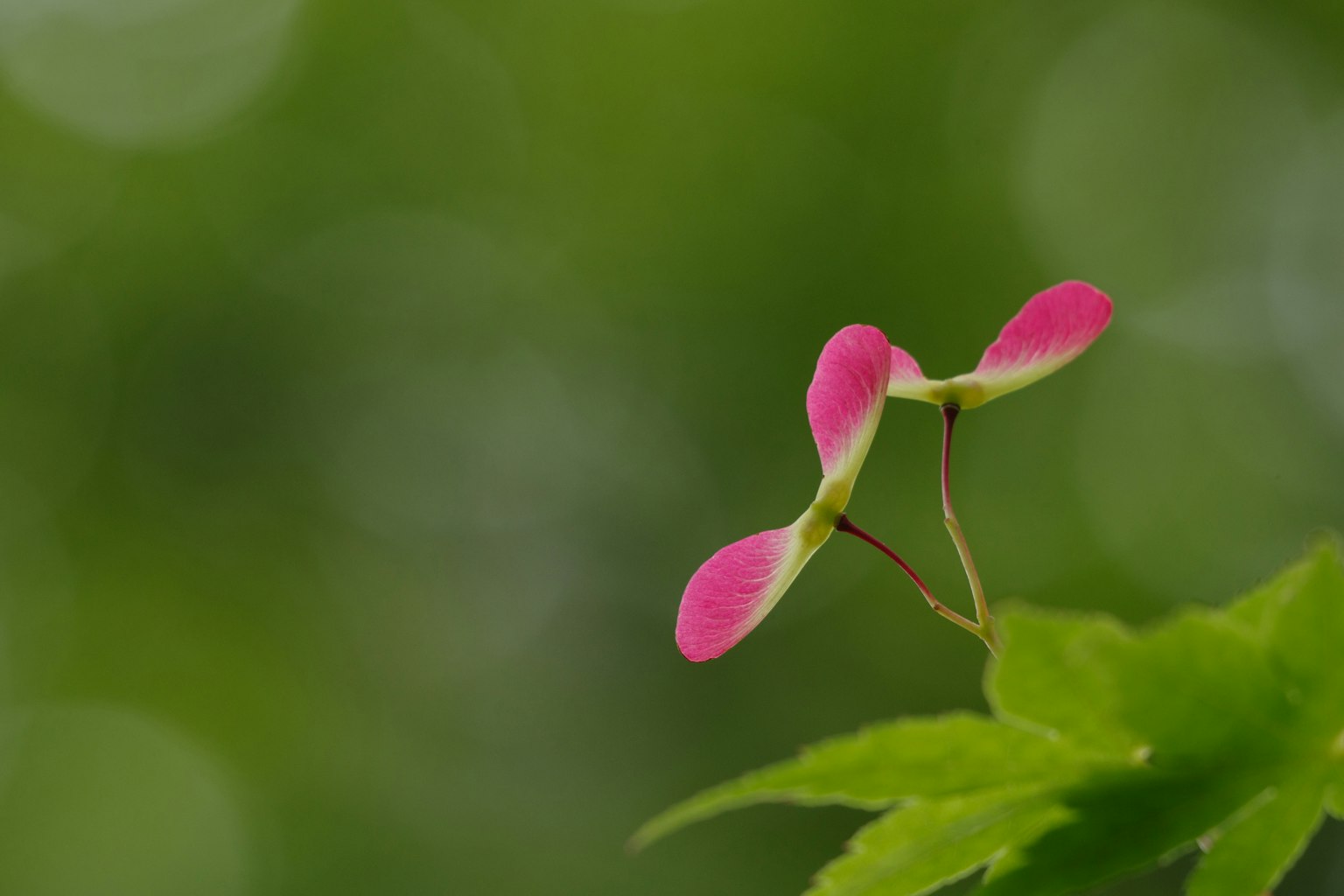 Maple leaf with distinctive pink seeds against a green background