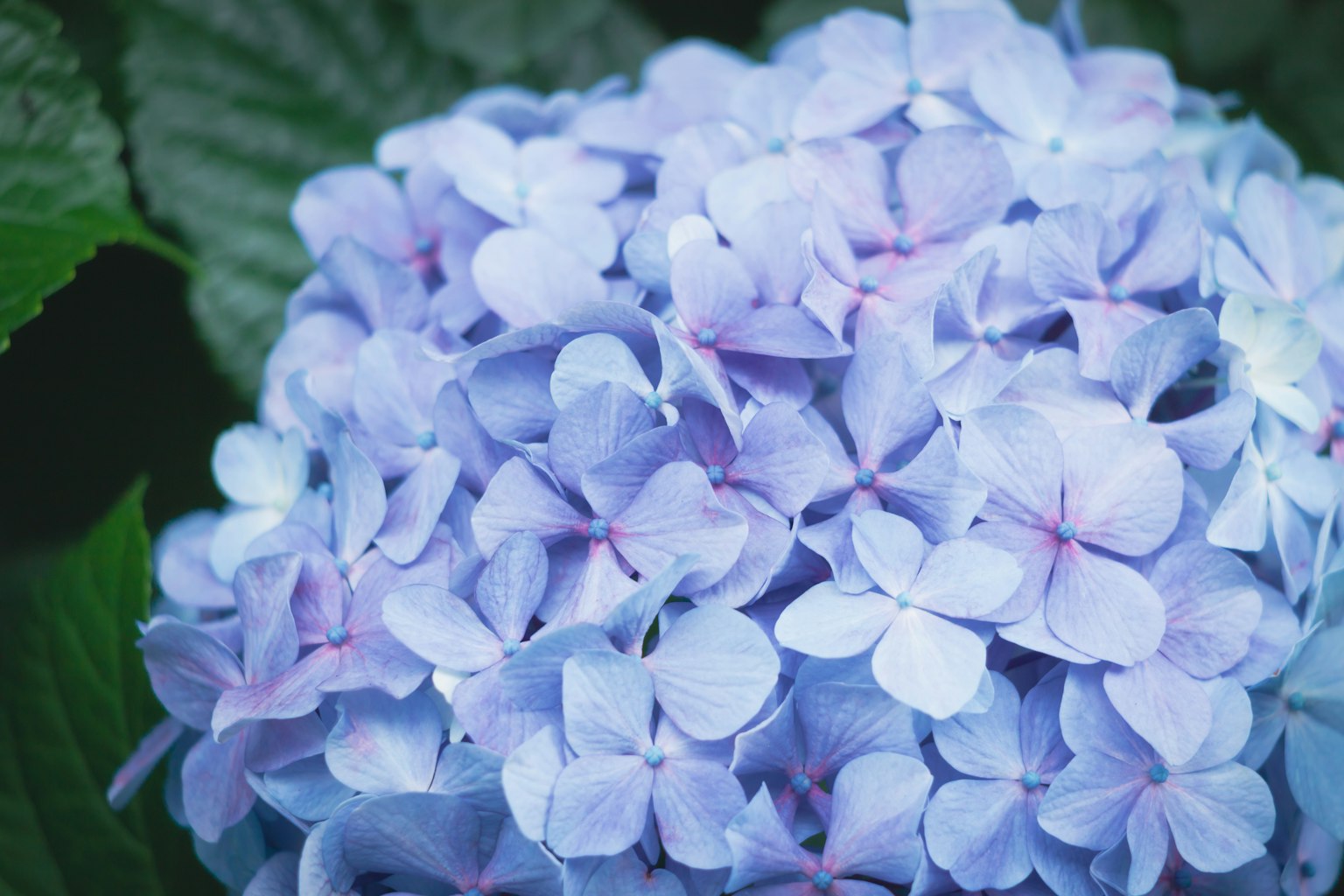 Nahaufnahme von lila Hortensienblüten