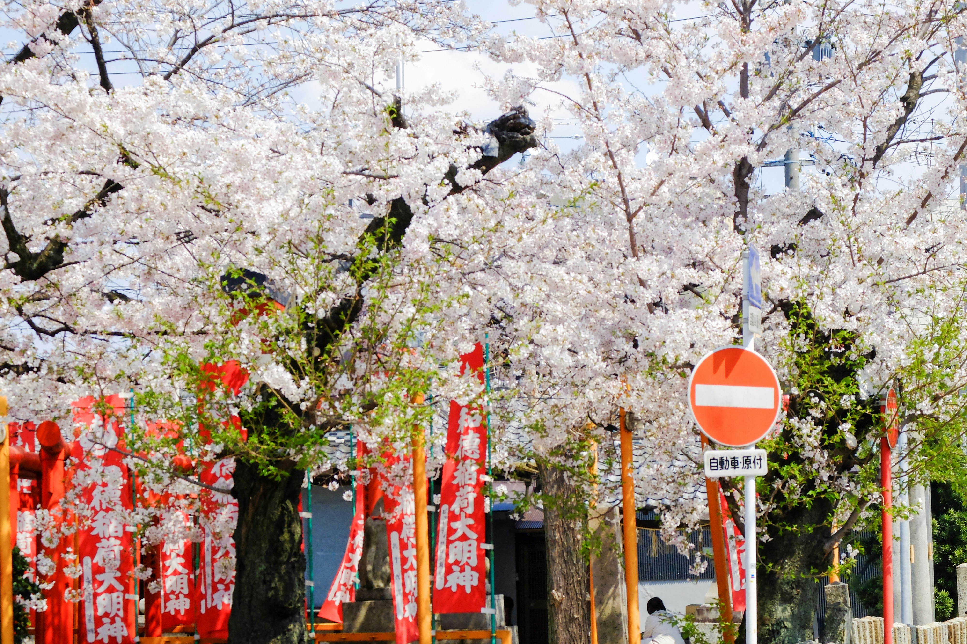 桜並木と赤い提灯・のぼりのある春の参道