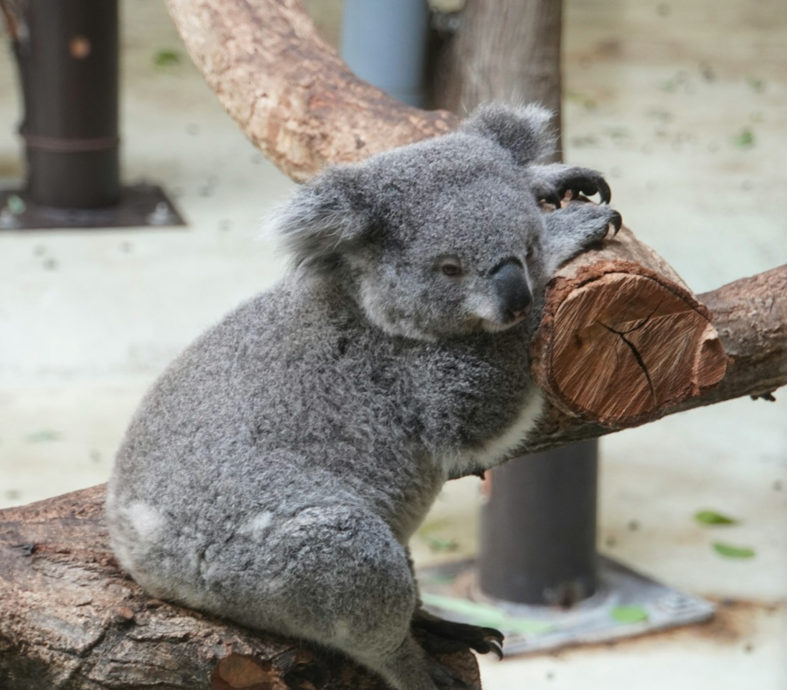 Koala resting on a branch