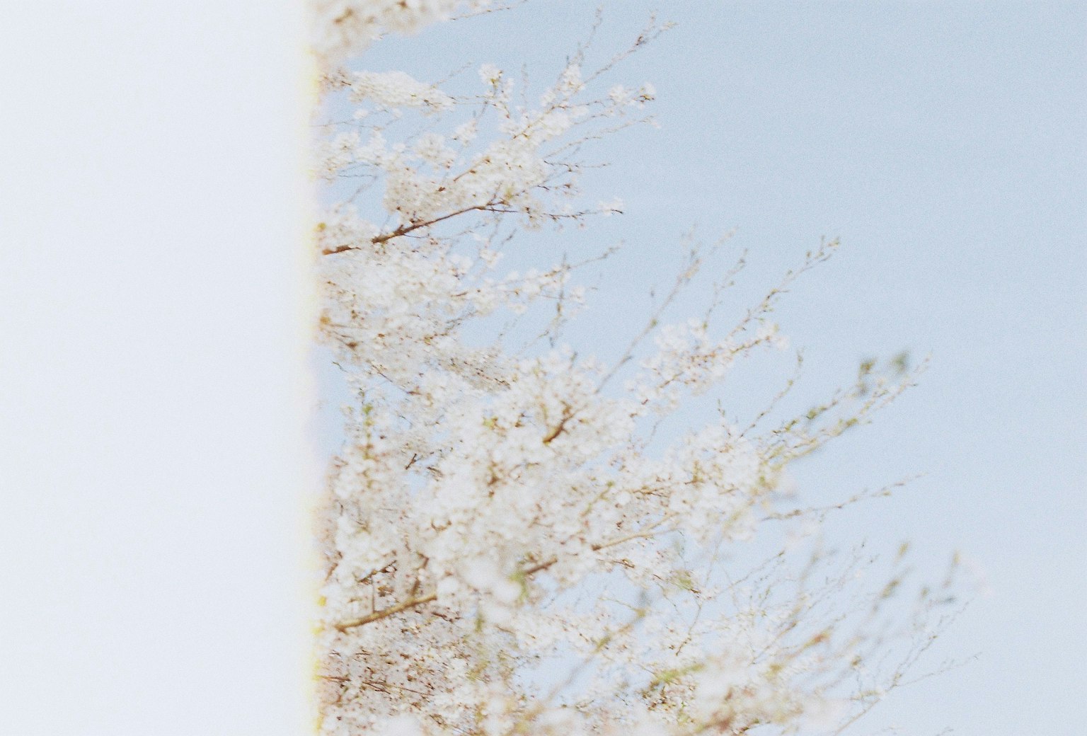 Una hermosa escena de cerezos en flor bajo un cielo azul