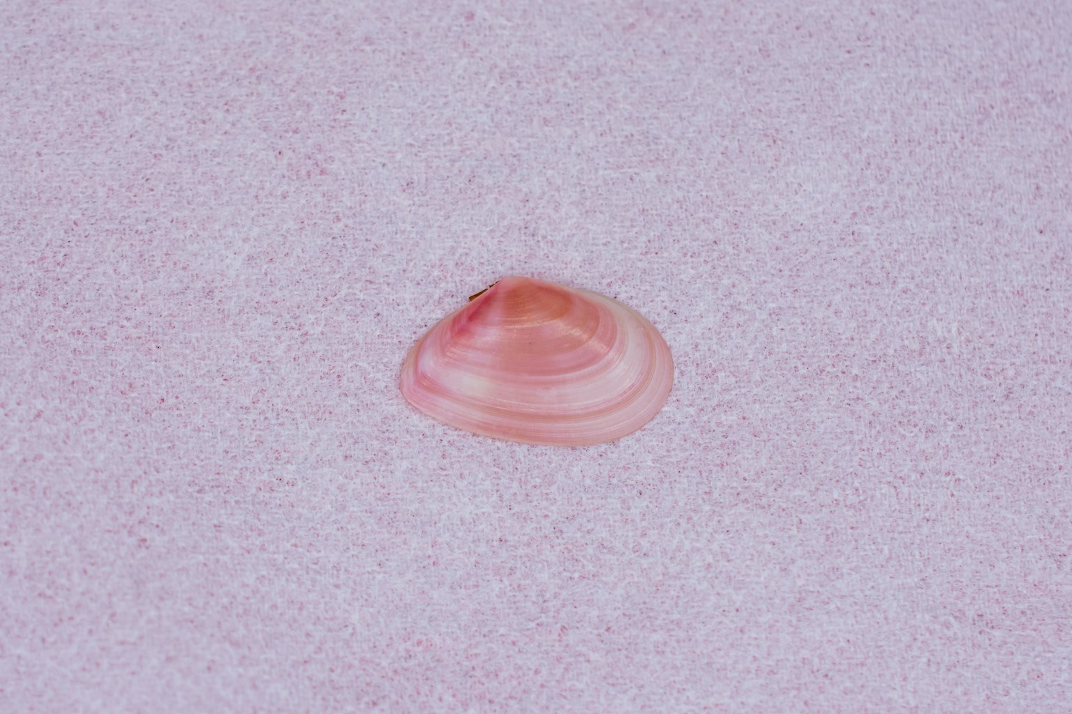Una concha sobre arena rosa clara