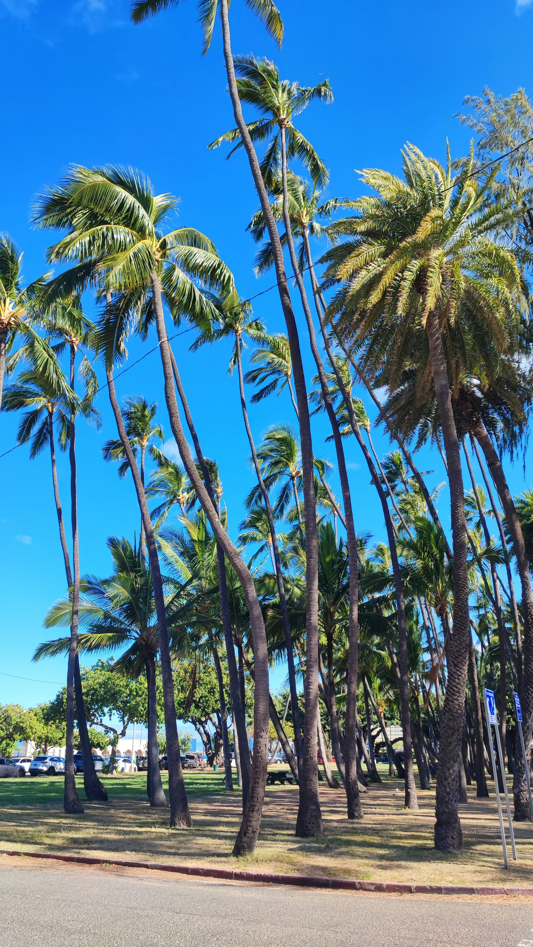 Alignement de palmiers sous un ciel bleu dégagé