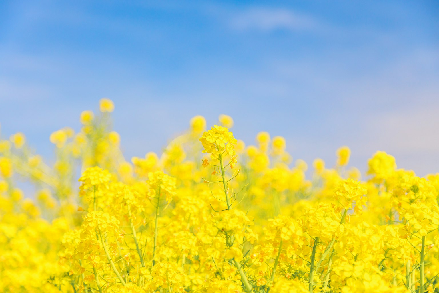Vibrant yellow flower field under a blue sky