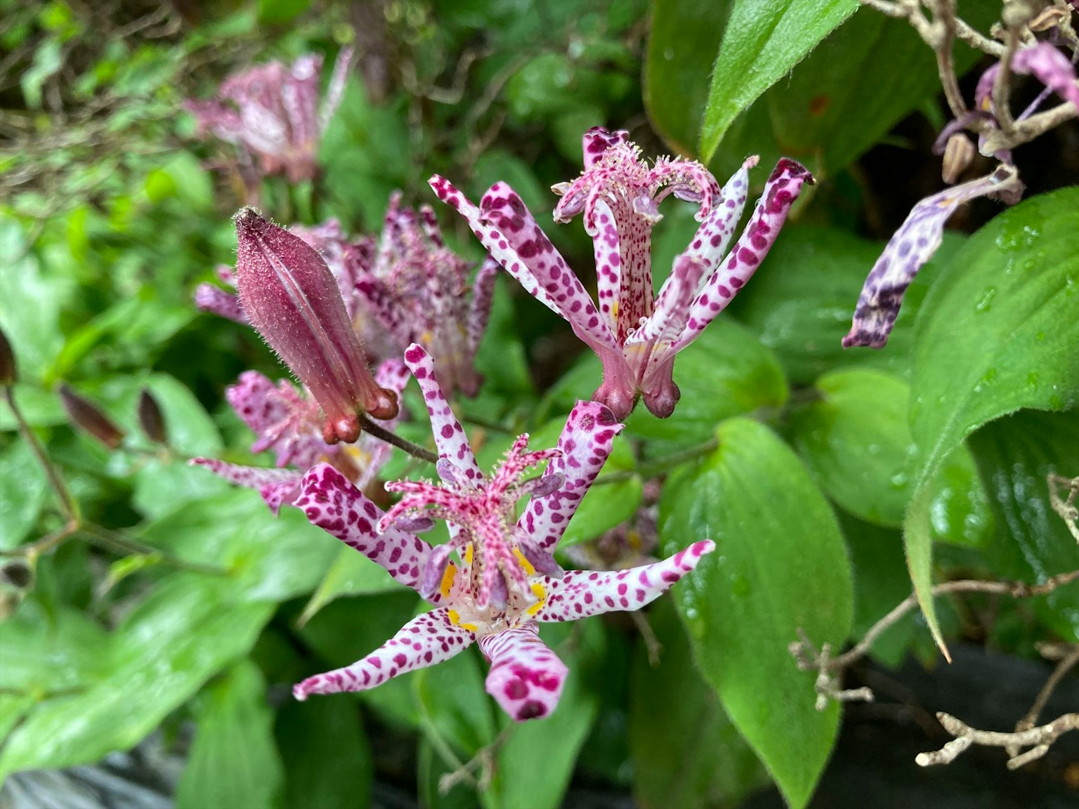 Une belle fleur tachetée fleurissant parmi des feuilles vertes