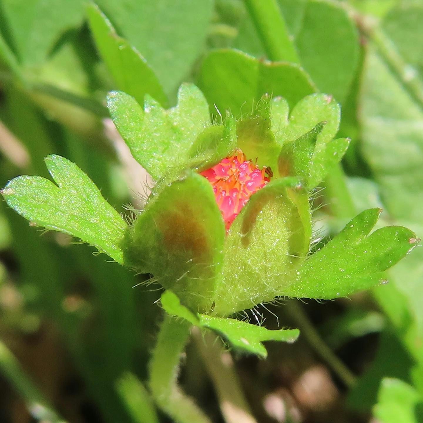 gros plan d’une fleur en bouton aux pétales éclatants