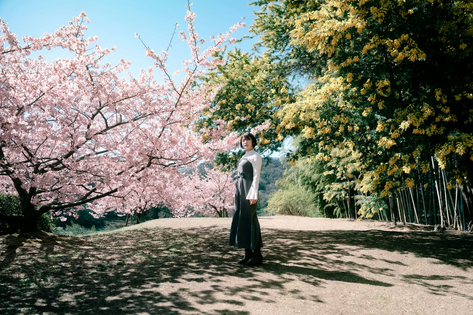 Una donna in piedi sotto alberi di ciliegio in fiore con cielo blu