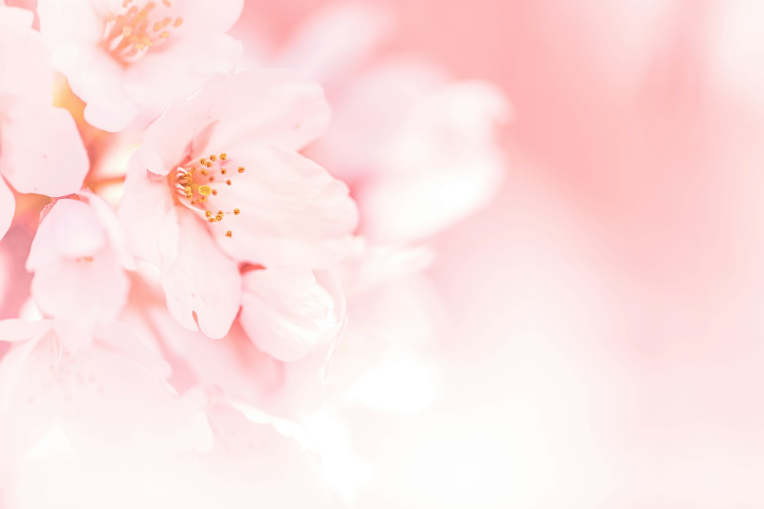 Fiori di ciliegio rosa chiaro su uno sfondo sfocato