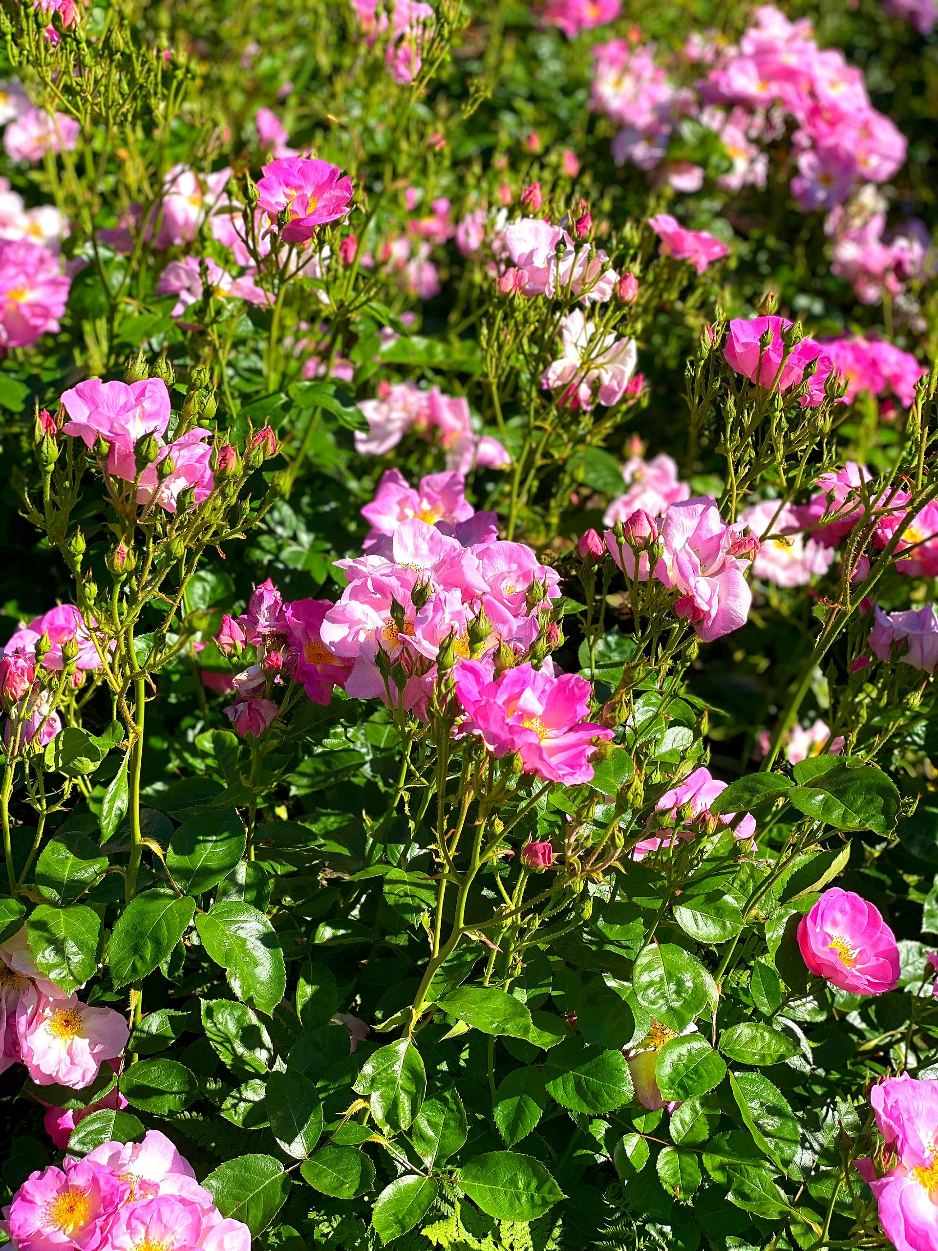 ピンクの花が咲き乱れる草花の群生