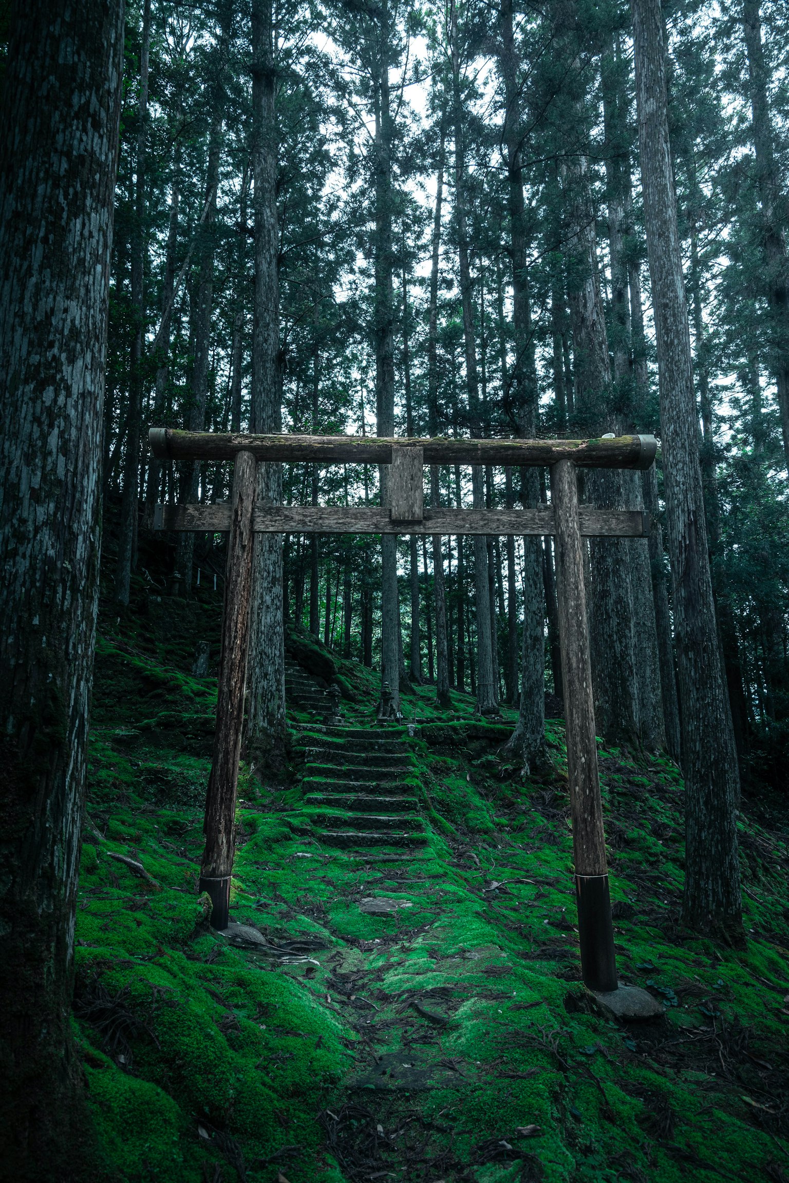 森林中的木製鳥居和石階