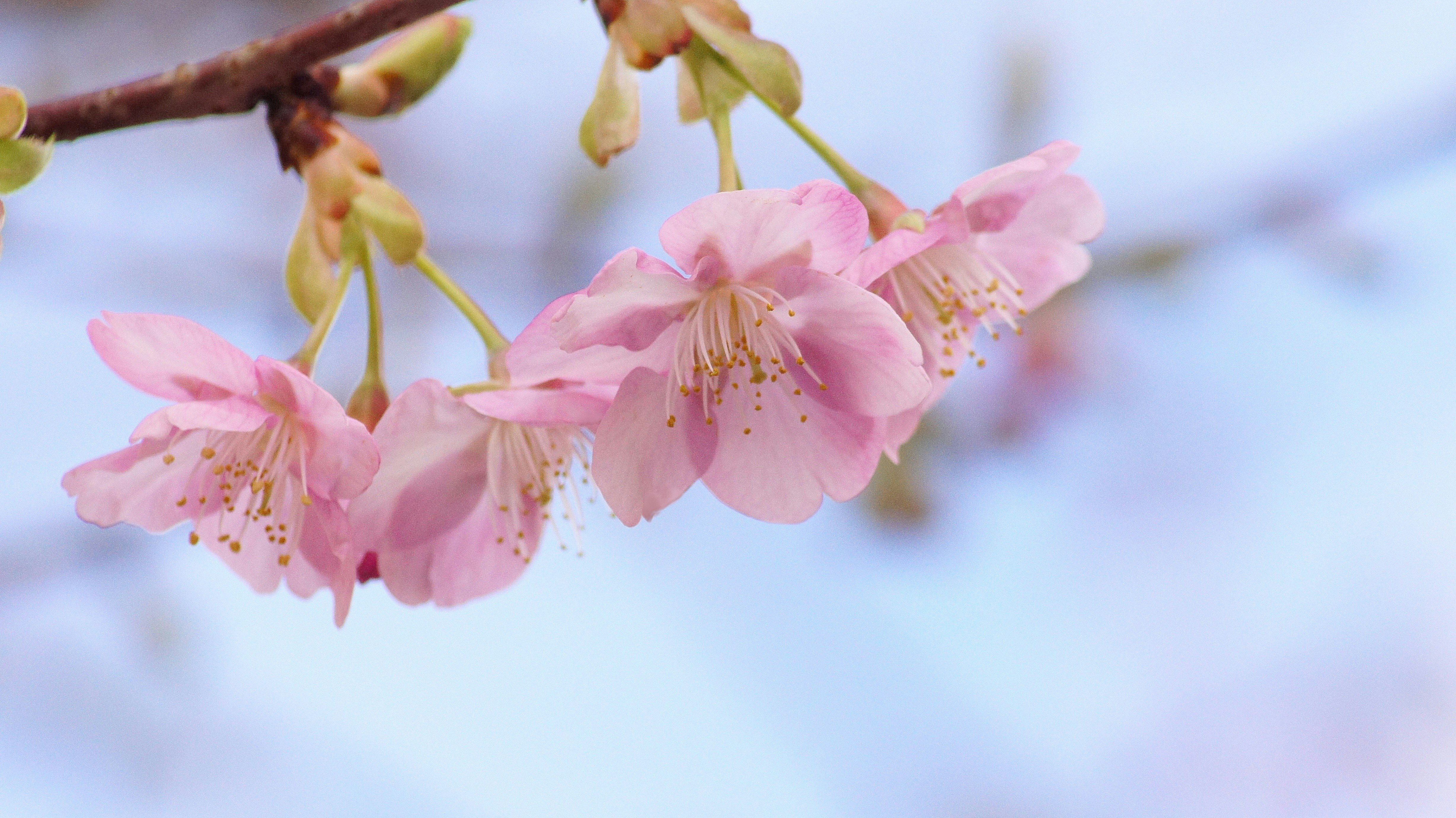 淡いピンクの桜の花が枝に咲く春の風景