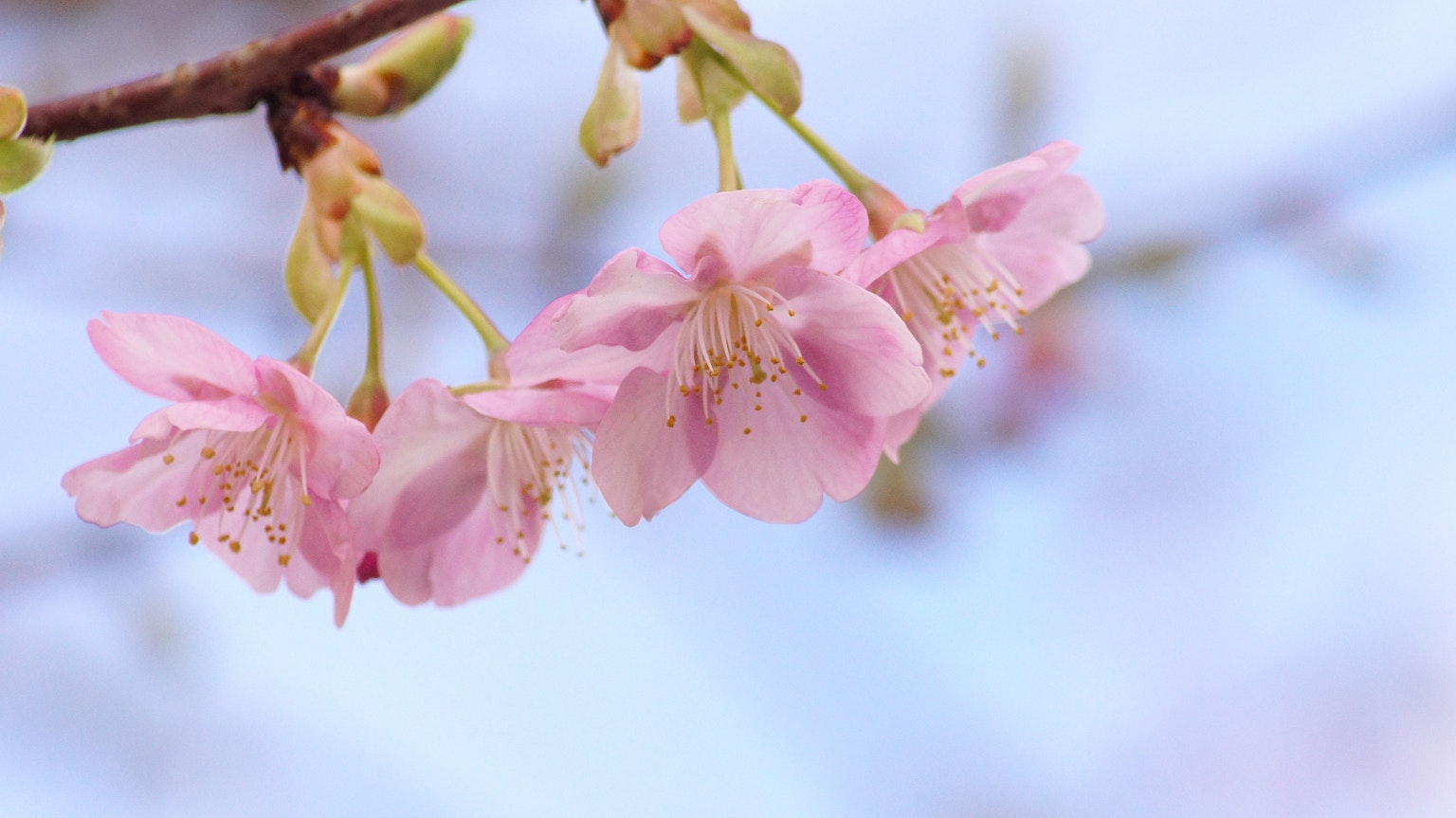 Bunga sakura mekar di cabang