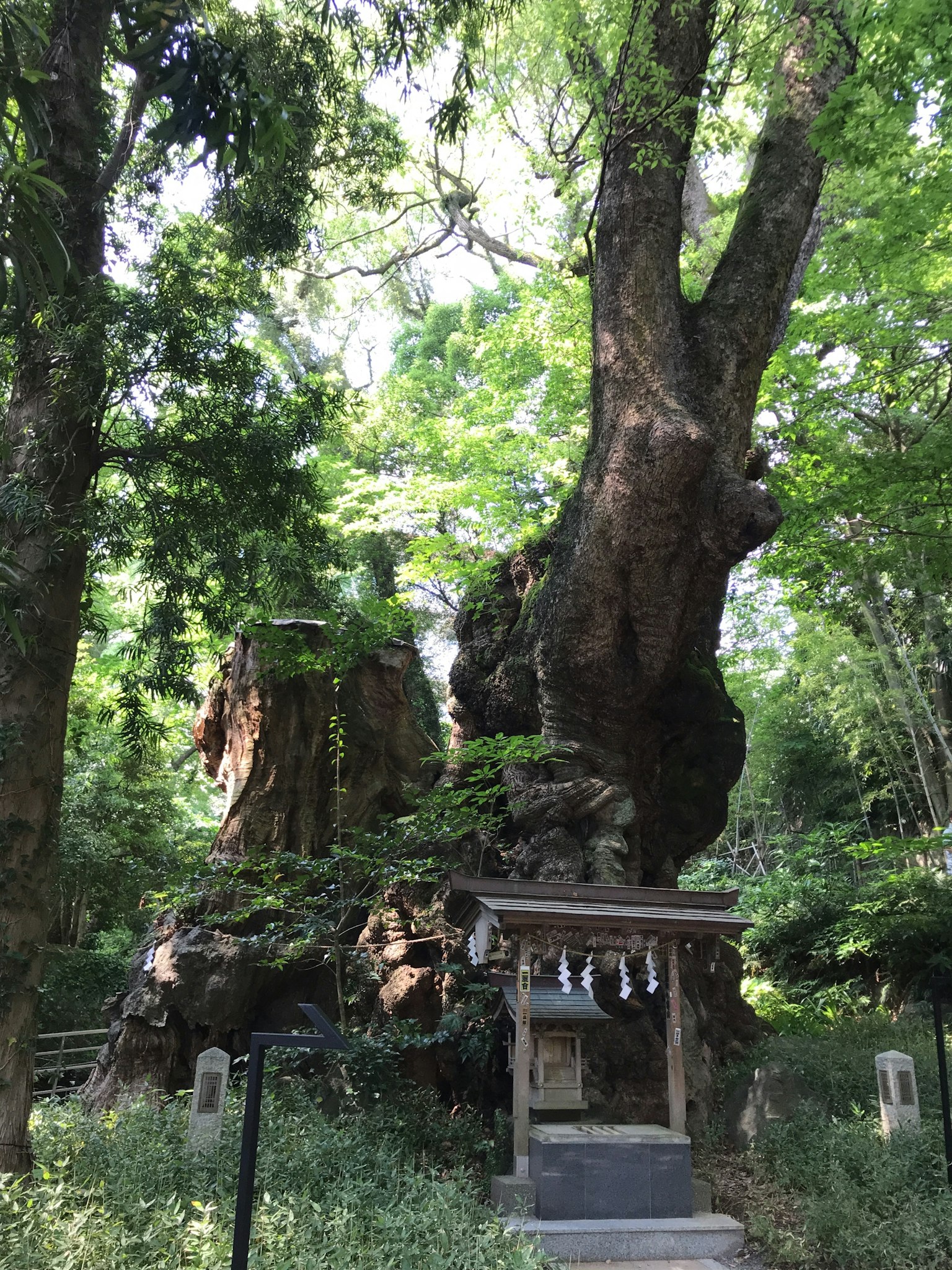 A large ancient tree with a shrine and torii gate surrounded by lush greenery