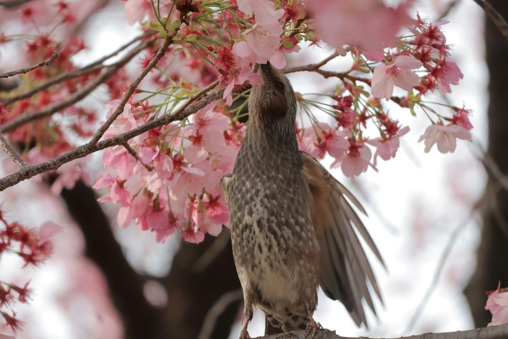 桜の枝にとまる野鳥のアップ