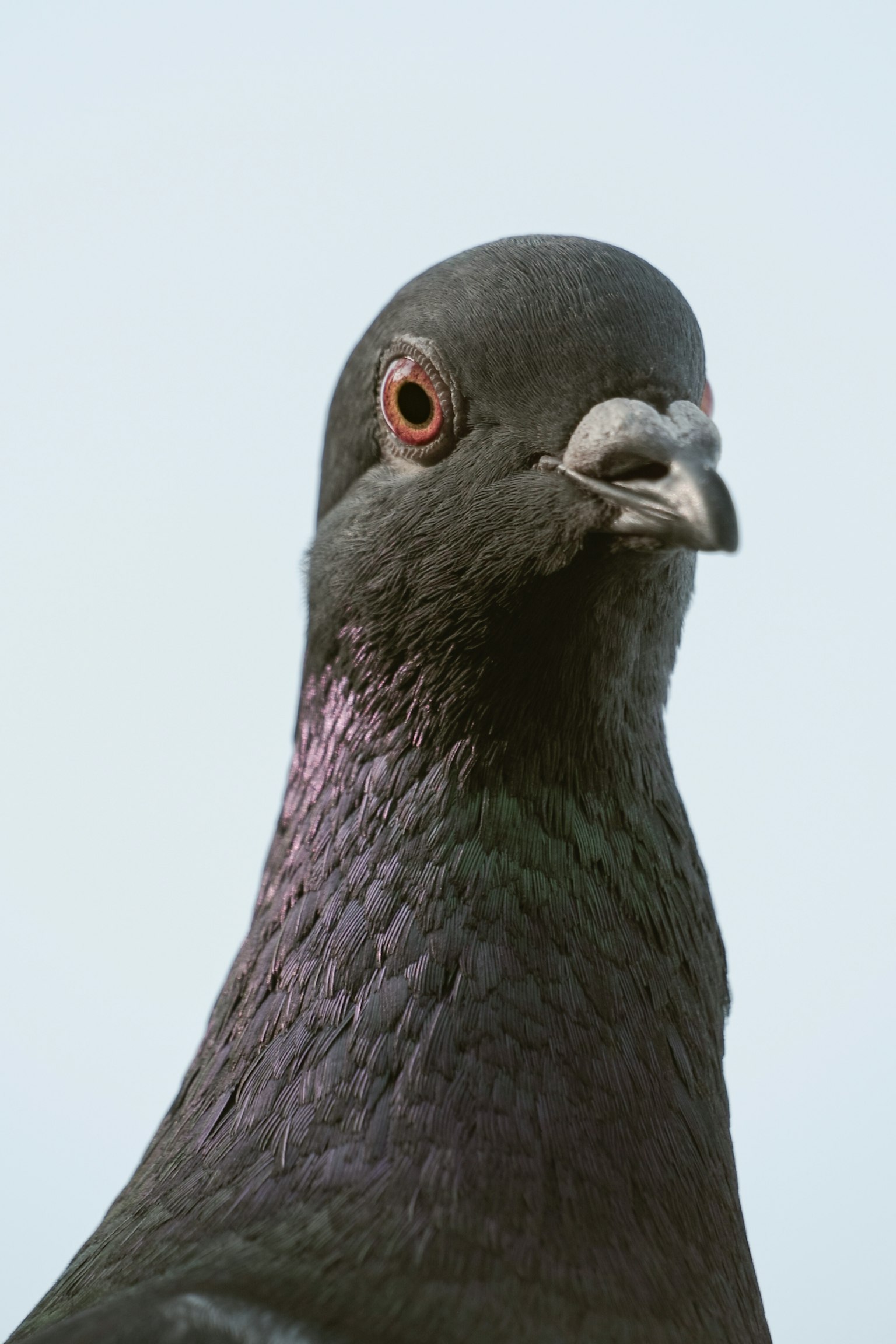 Photo en gros plan d'un pigeon noir avec un œil rouge frappant