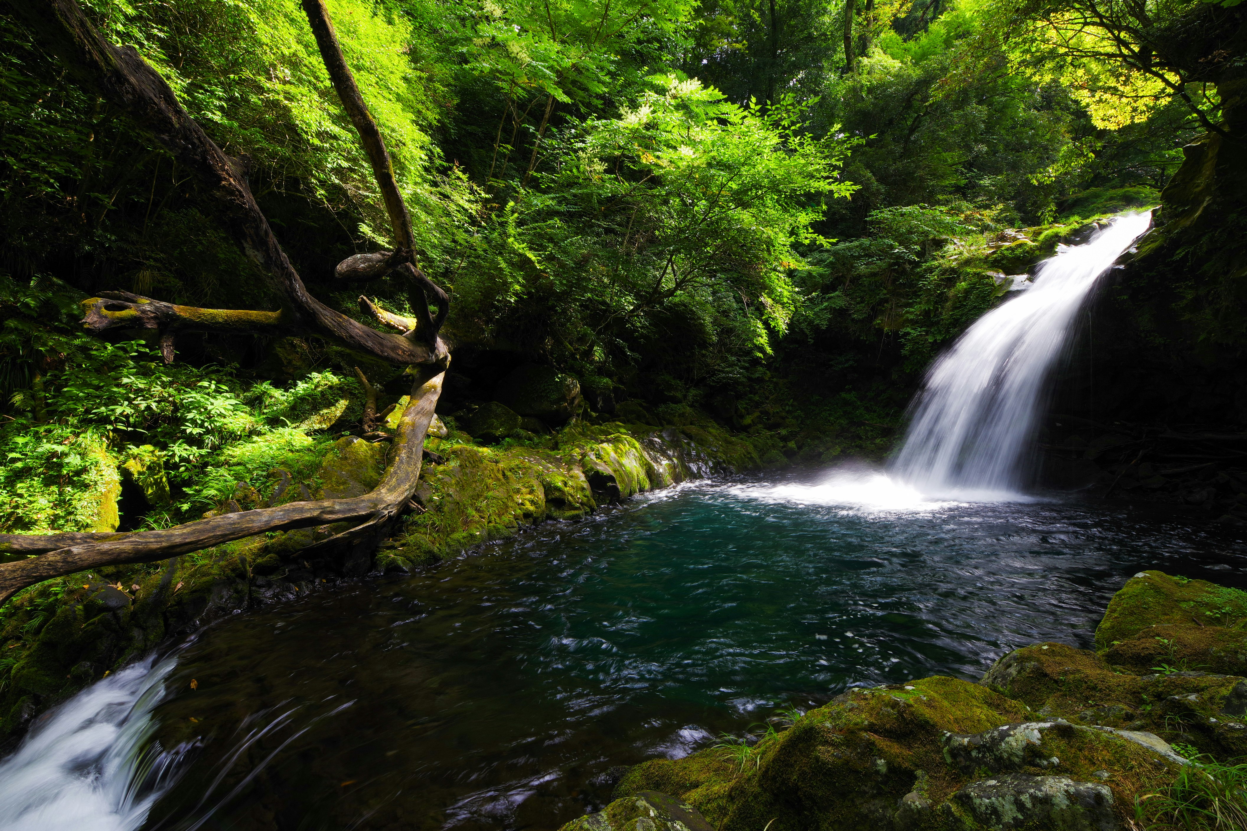 air terjun di hutan berlumut