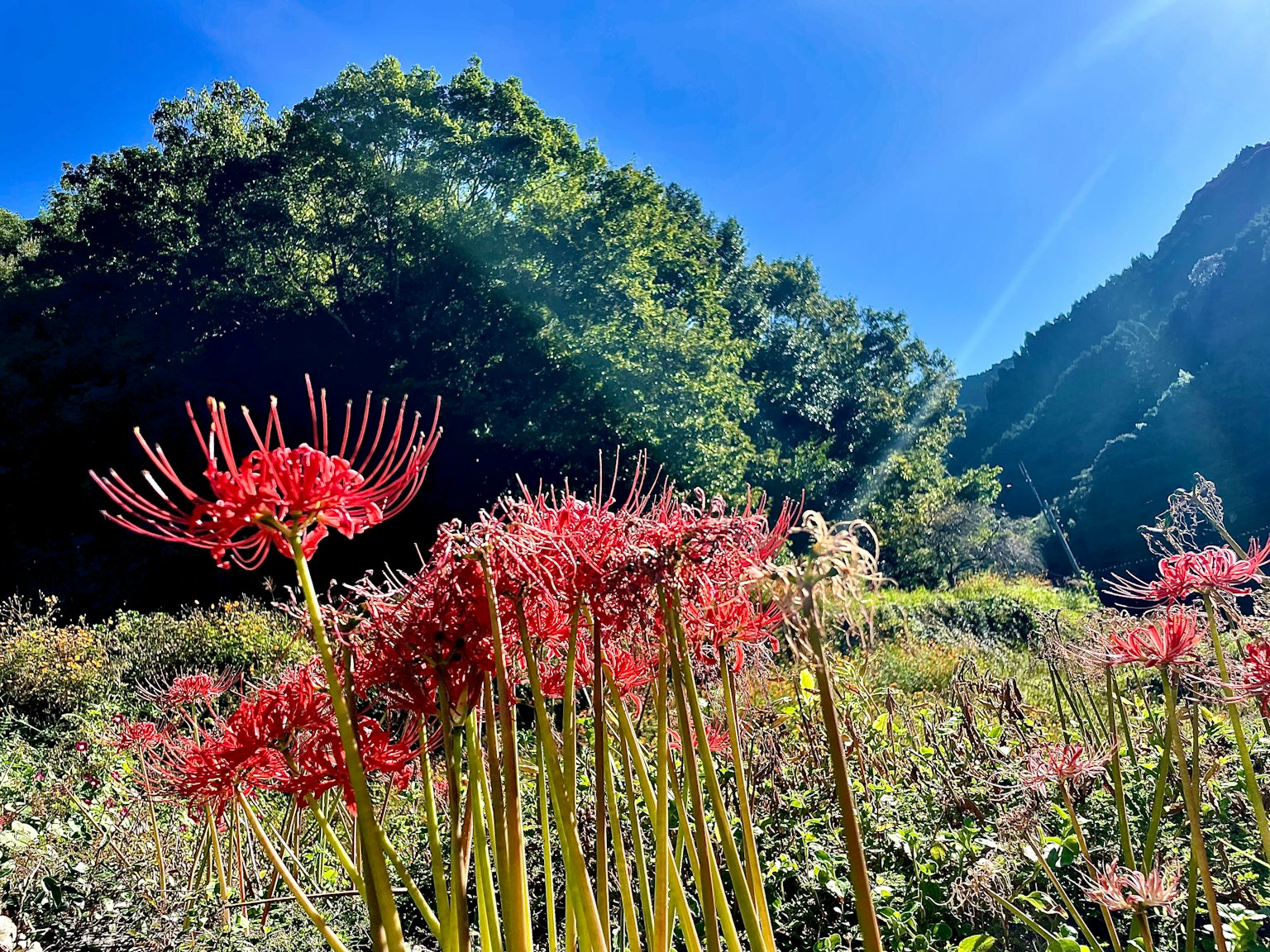 Champ de fleurs rouges sous un ciel bleu clair