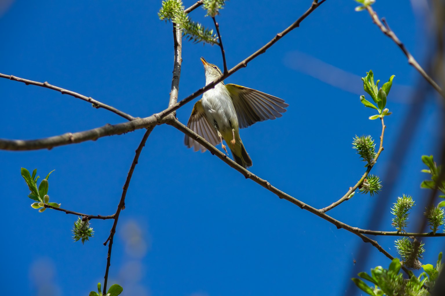 A small bird perched on a branch against a blue sky