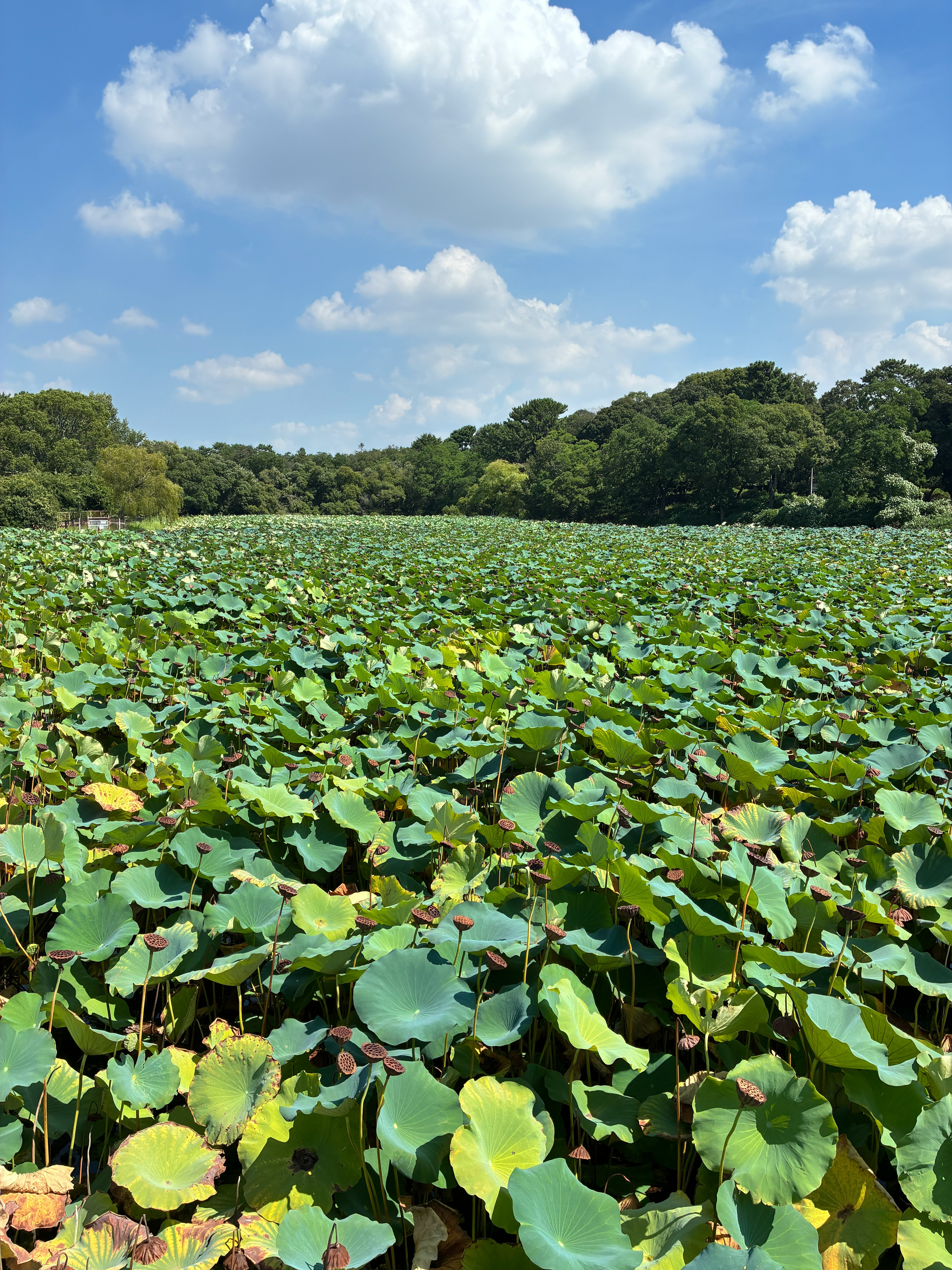 服部緑地の山ヶ池に広がる蓮の群生