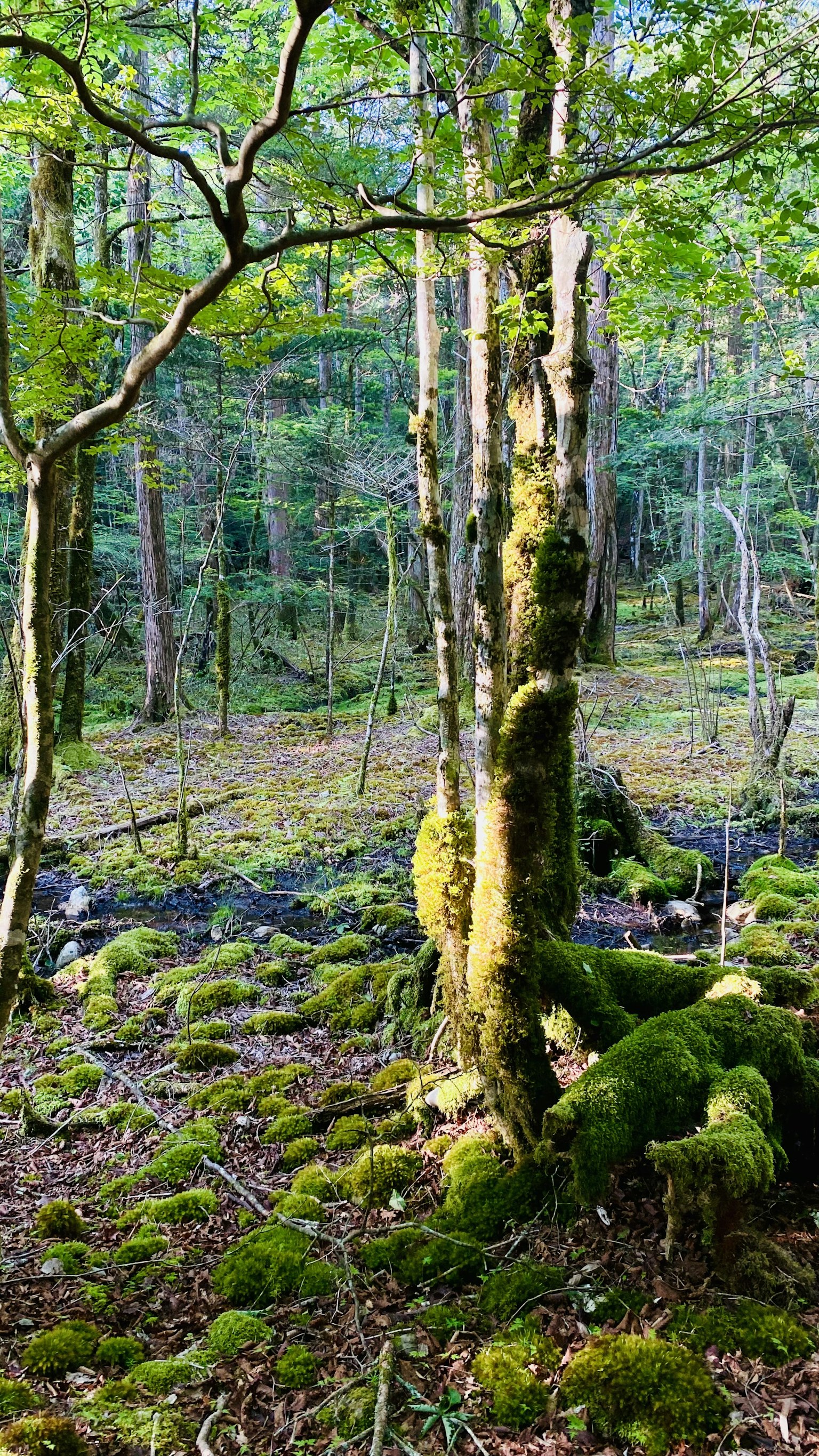 Árbol cubierto de musgo en un entorno forestal exuberante