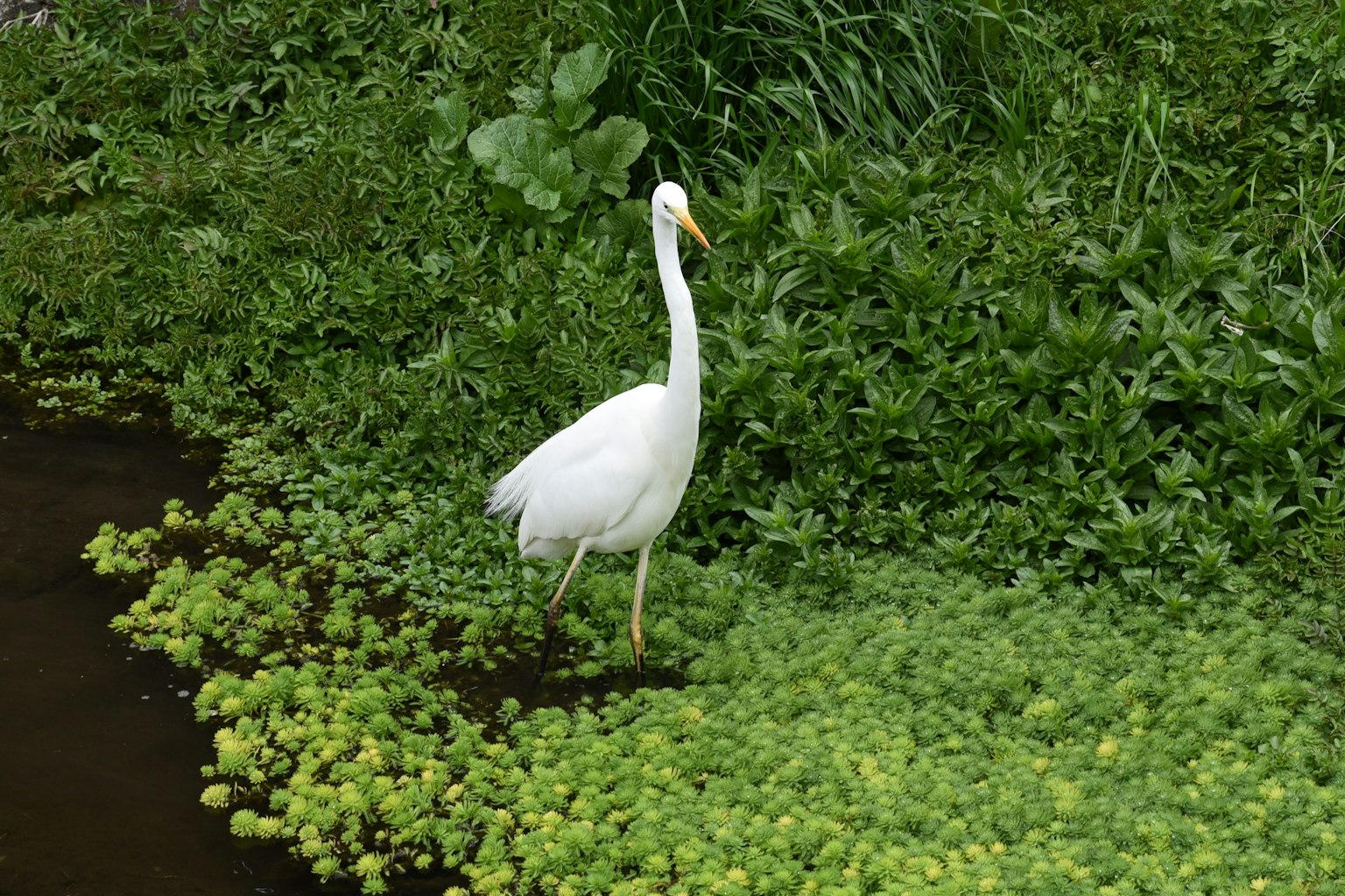 Un héron blanc se tenant sur des plantes aquatiques vertes
