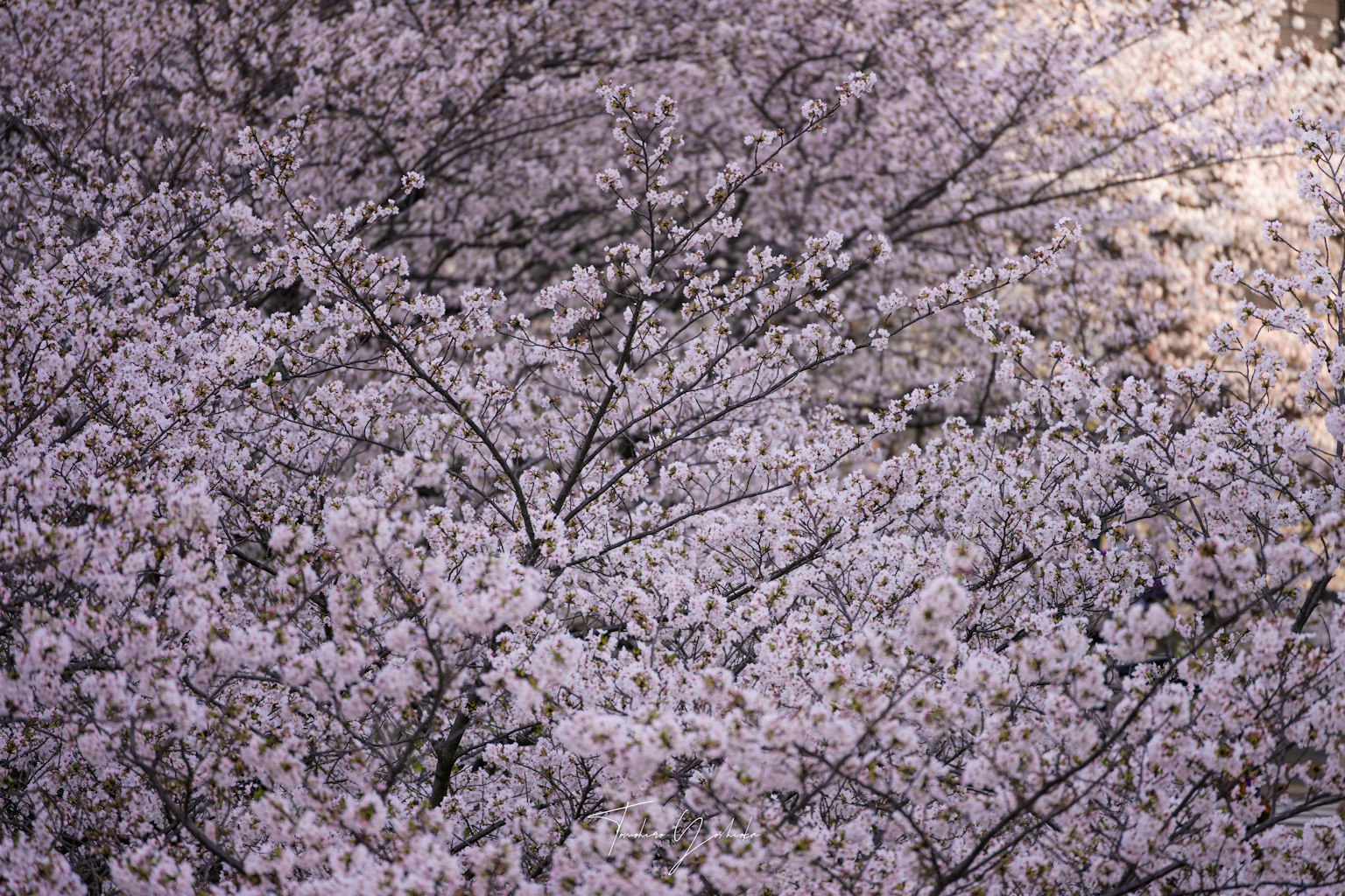 photo-VVTZoS8HlFrbOp7xnR3t-image