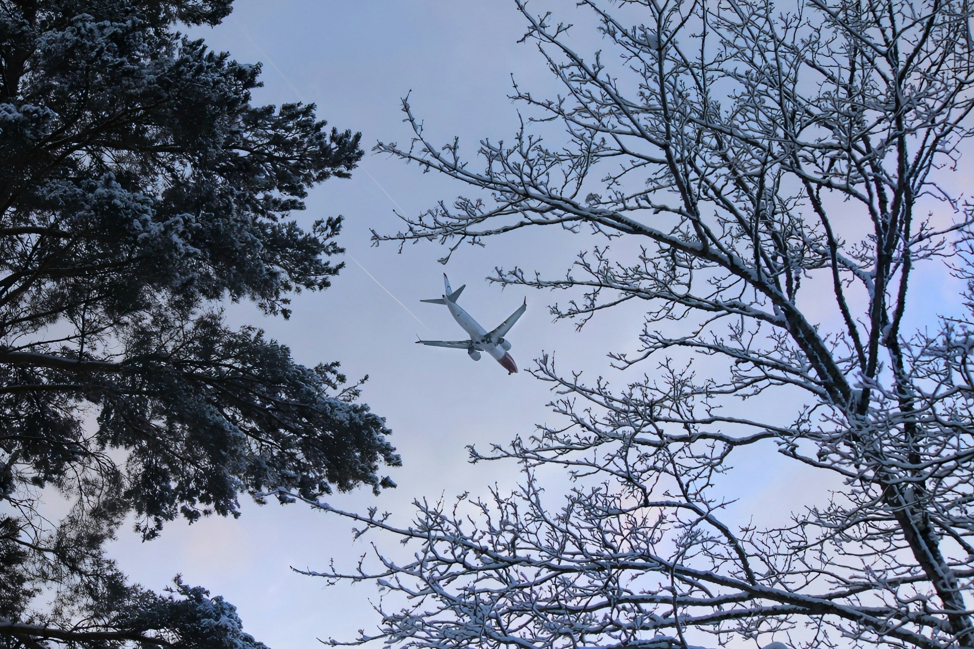 Airplane seen between winter trees against a snowy winter sky