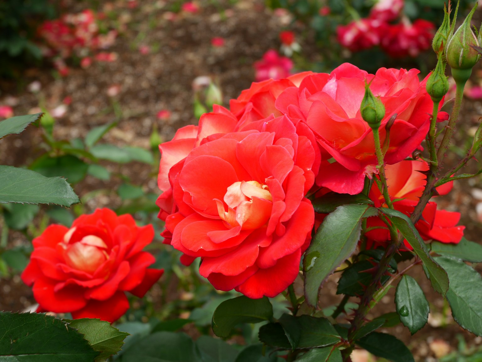 Mawar merah cerah mekar di taman