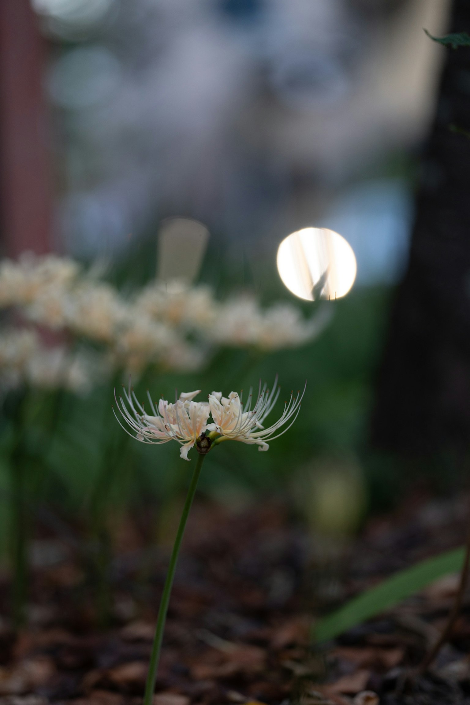 Hoa trắng nở nhẹ nhàng trong ánh sáng với mặt trăng mờ ở nền
