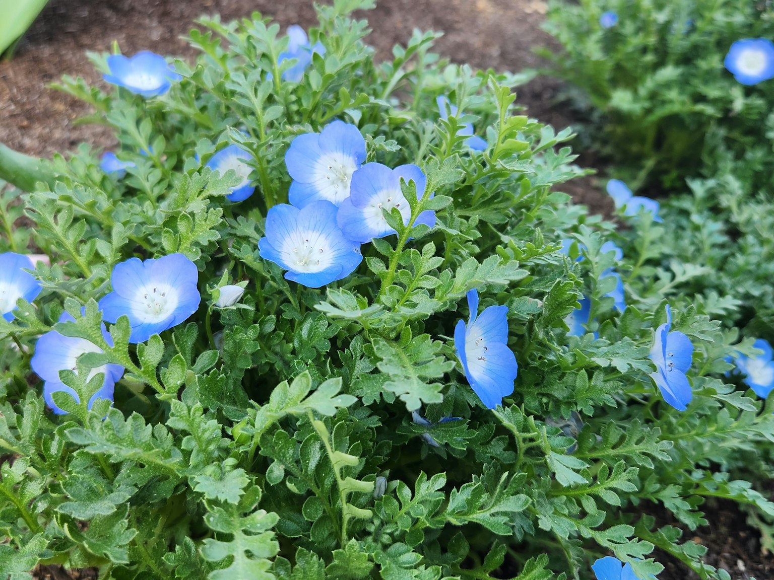 Close-up of a plant with blue flowers and green leaves