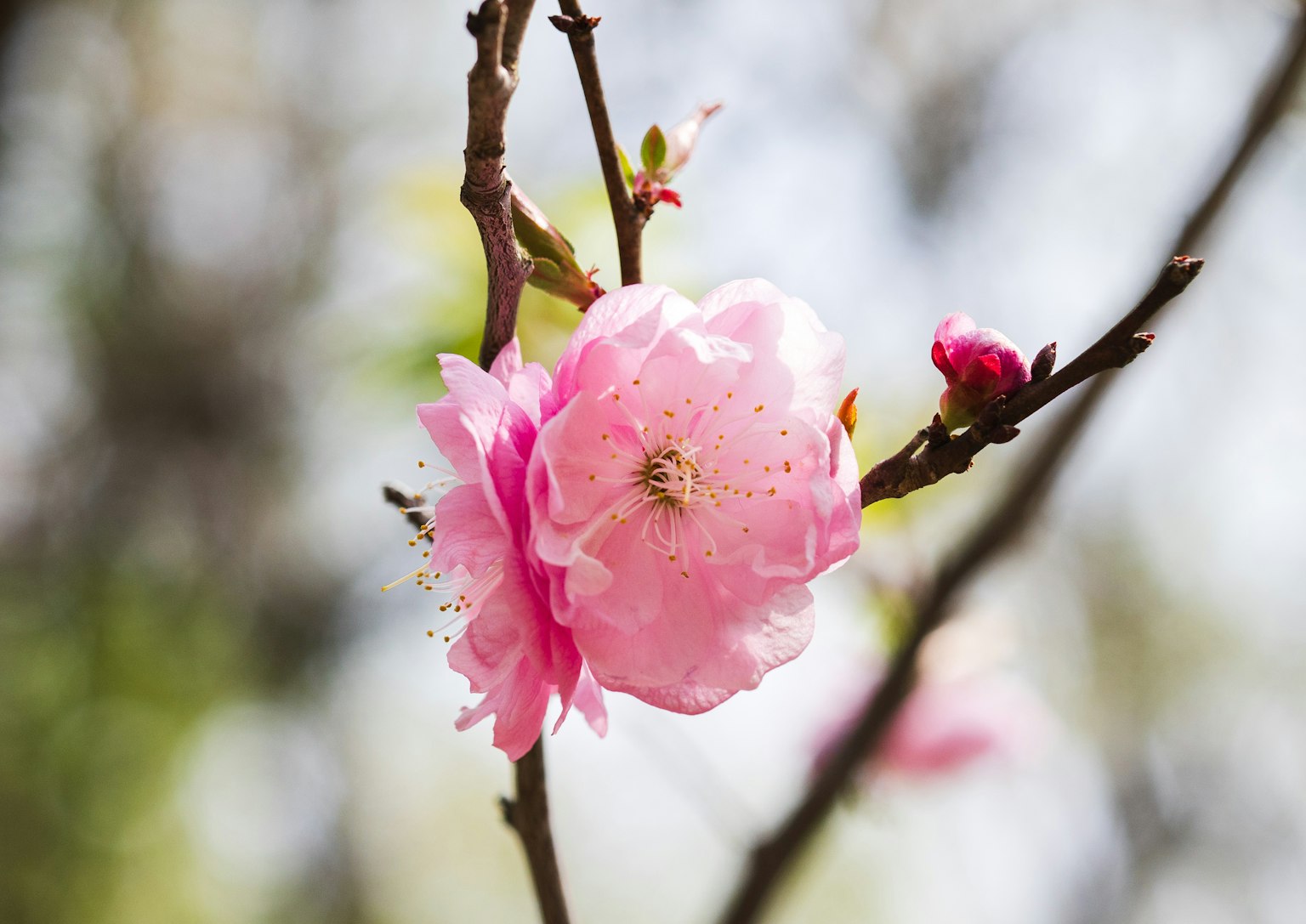 Primo piano di un ramo con fiori rosa chiaro in fiore