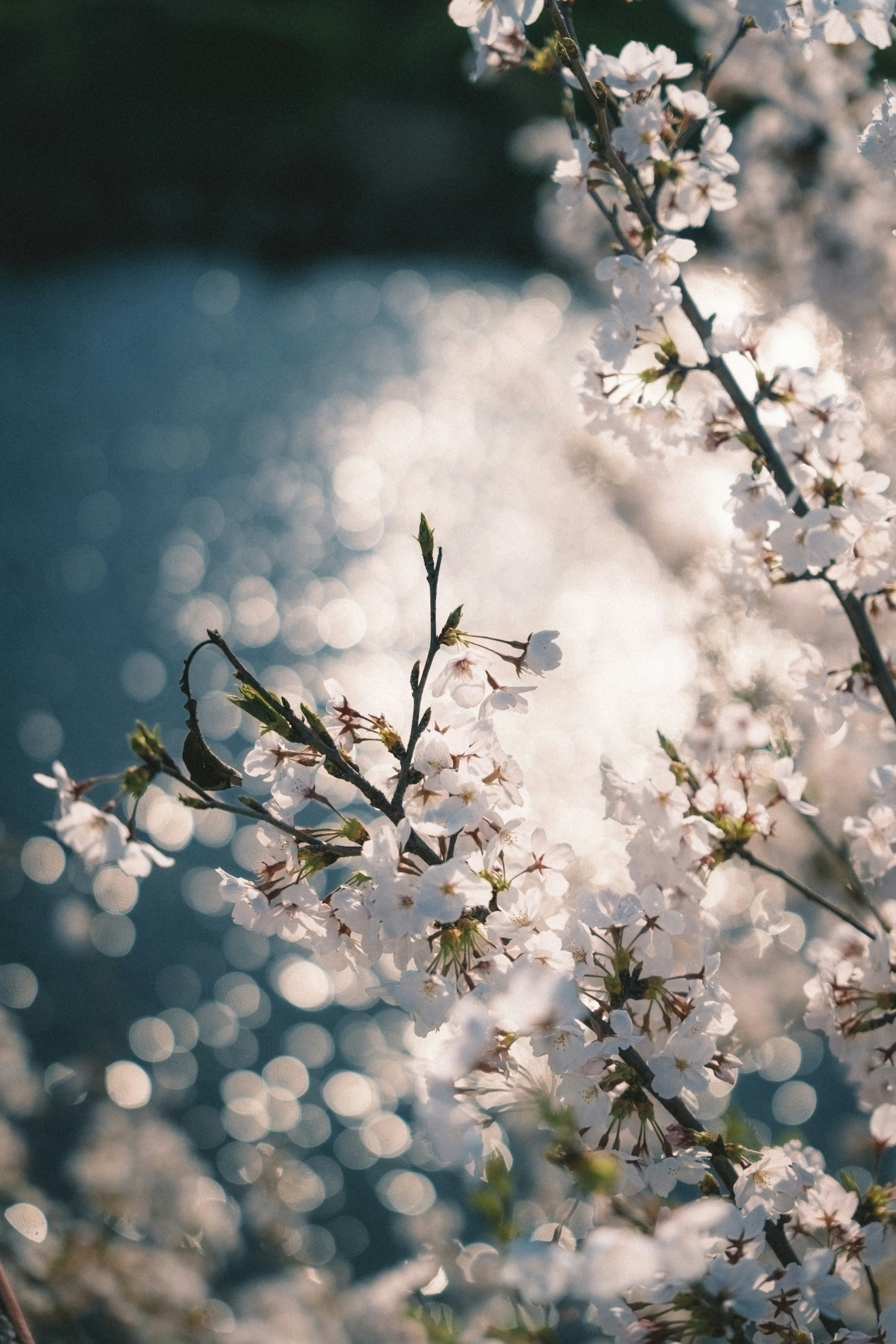 桜の花が咲く枝先と柔らかなボケの春景色