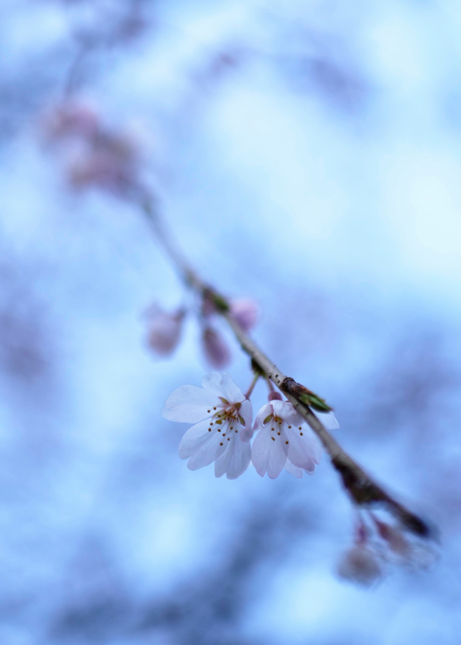 Ramo di ciliegio con fiori bianchi delicati su uno sfondo blu tenue