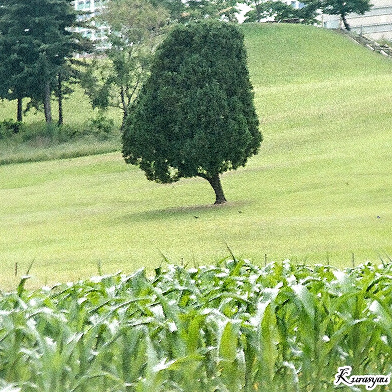 芝生の上に立つ木と手前の草むら